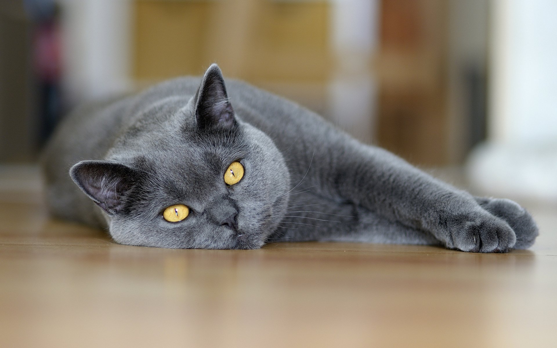 chat se trouve yeux gris gros plan