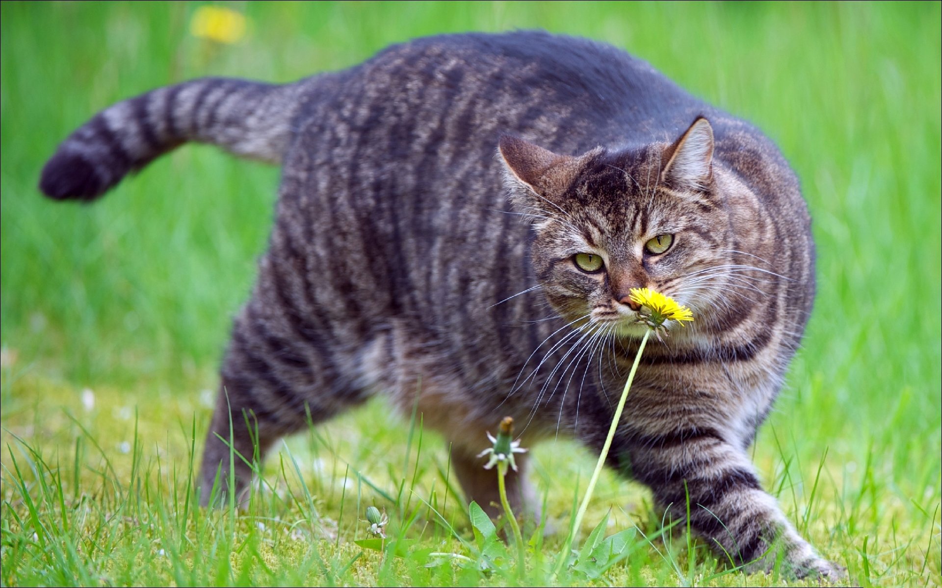 grass dandelion grey flower