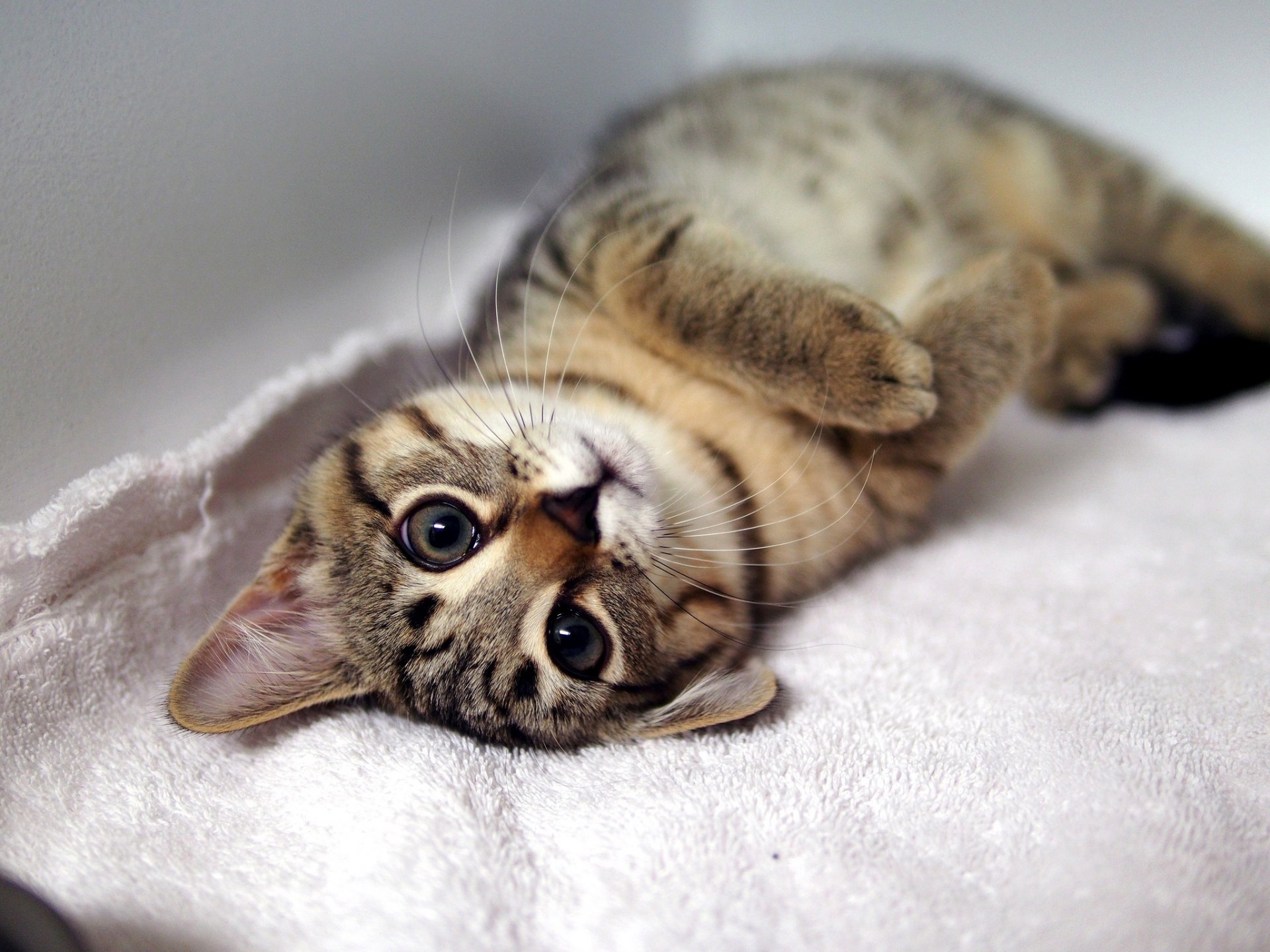 kitten striped cat is foot snout mustache