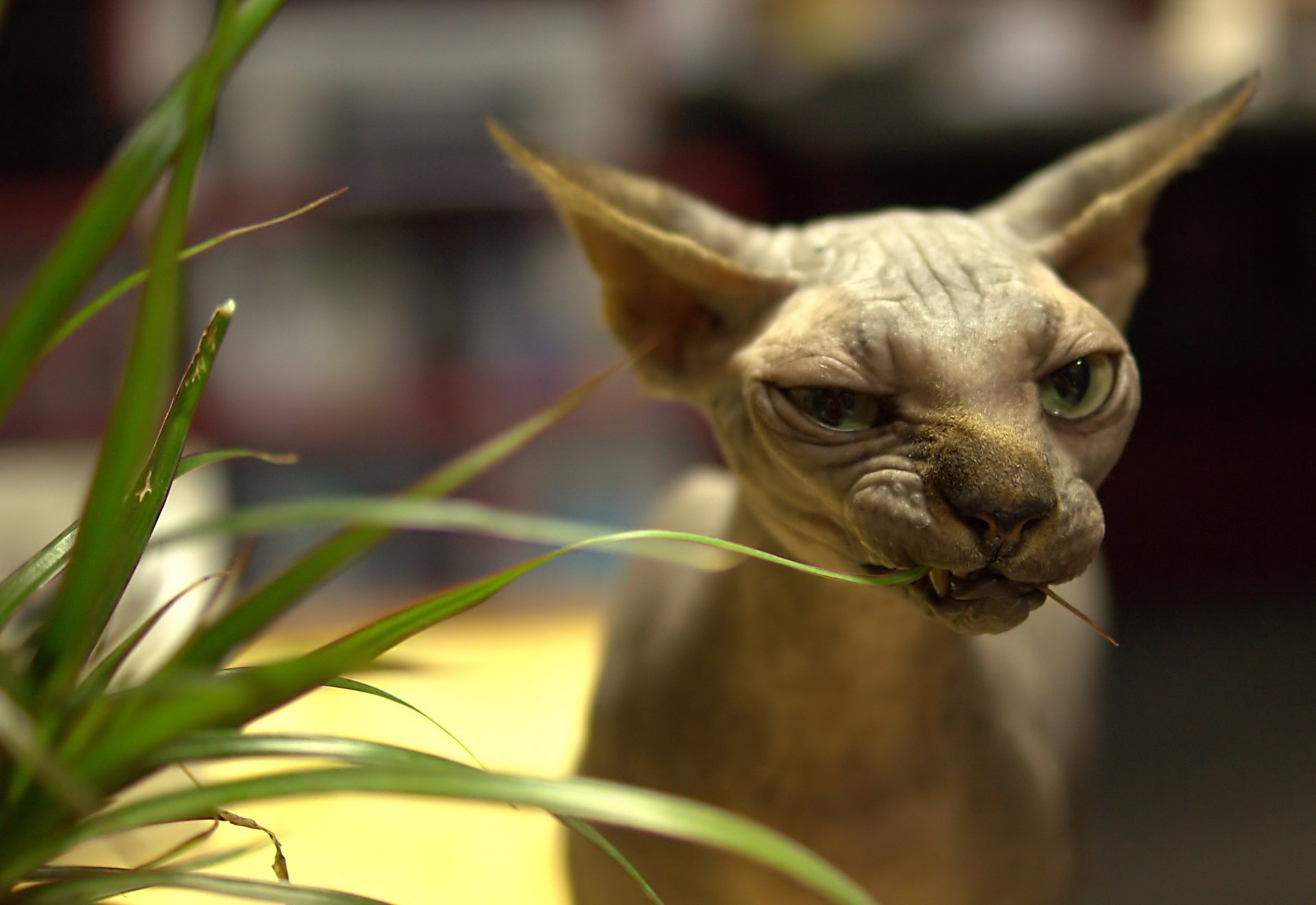 kanadische sphinx katze katze kahl blick augen gras