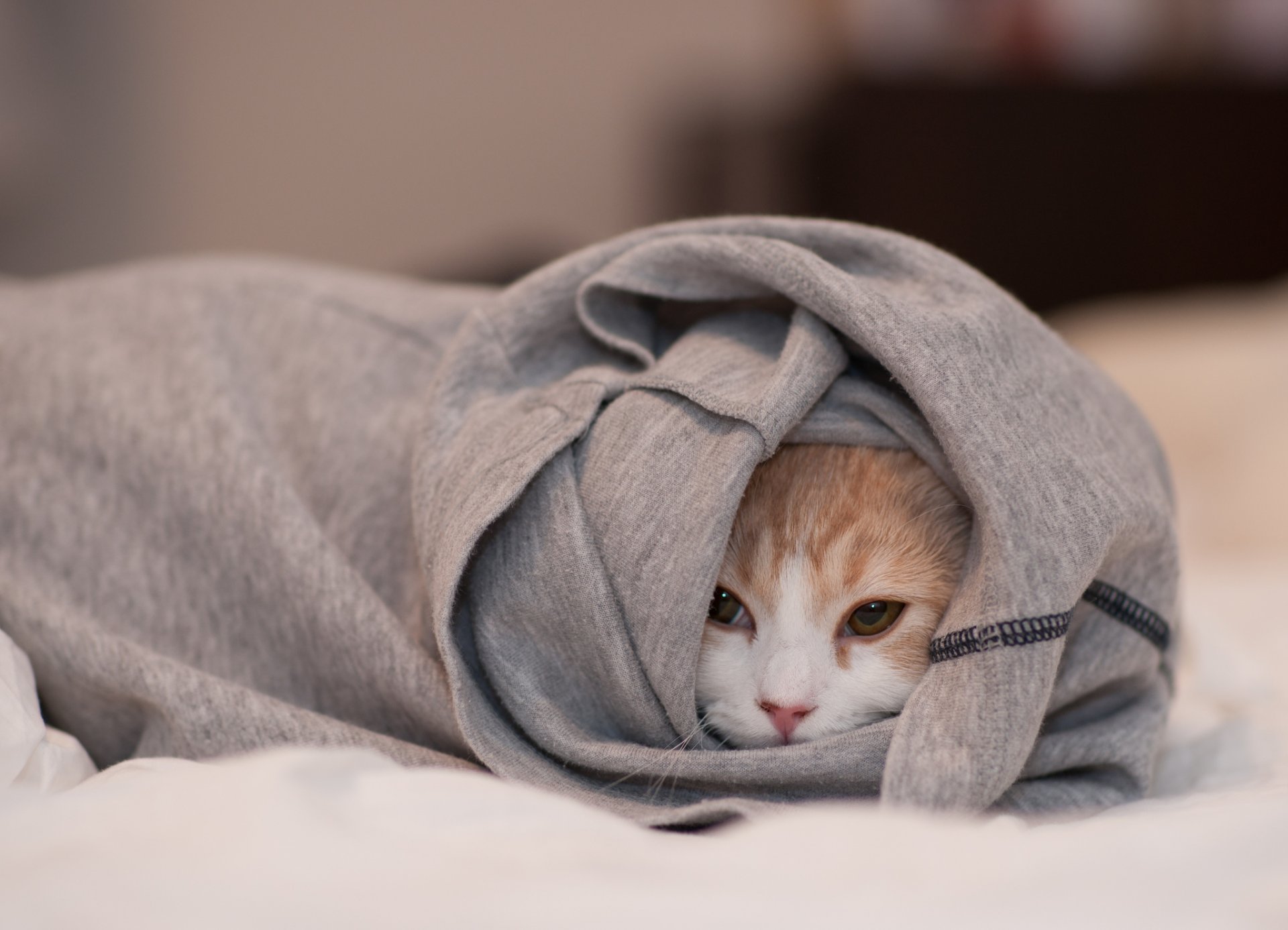 hannah ben tord katze kleidung versteckt schnauze