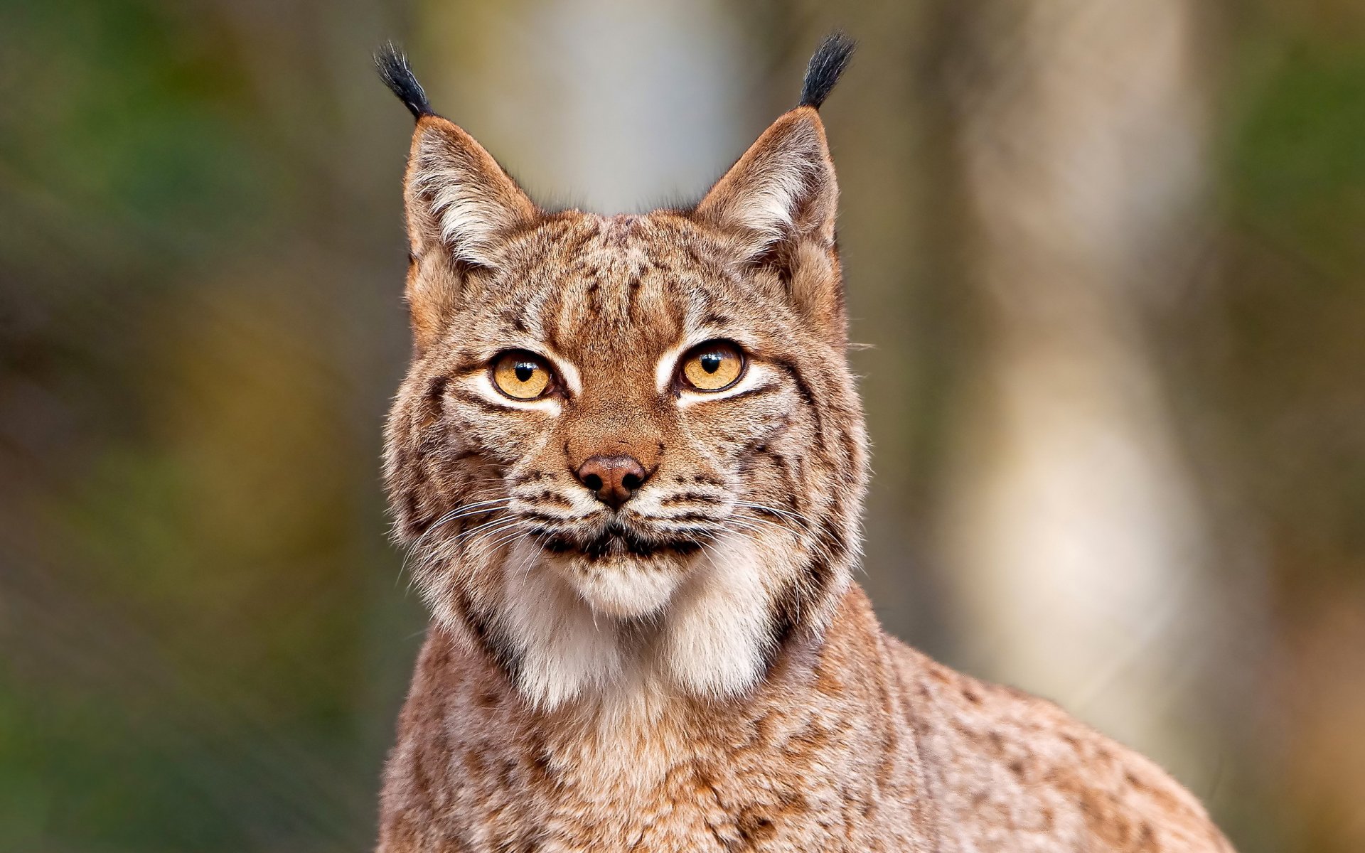 lince hocico bigote mirada