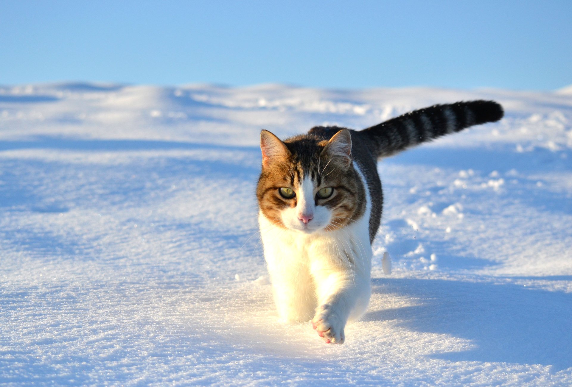 katze katze schnee spaziergang winter