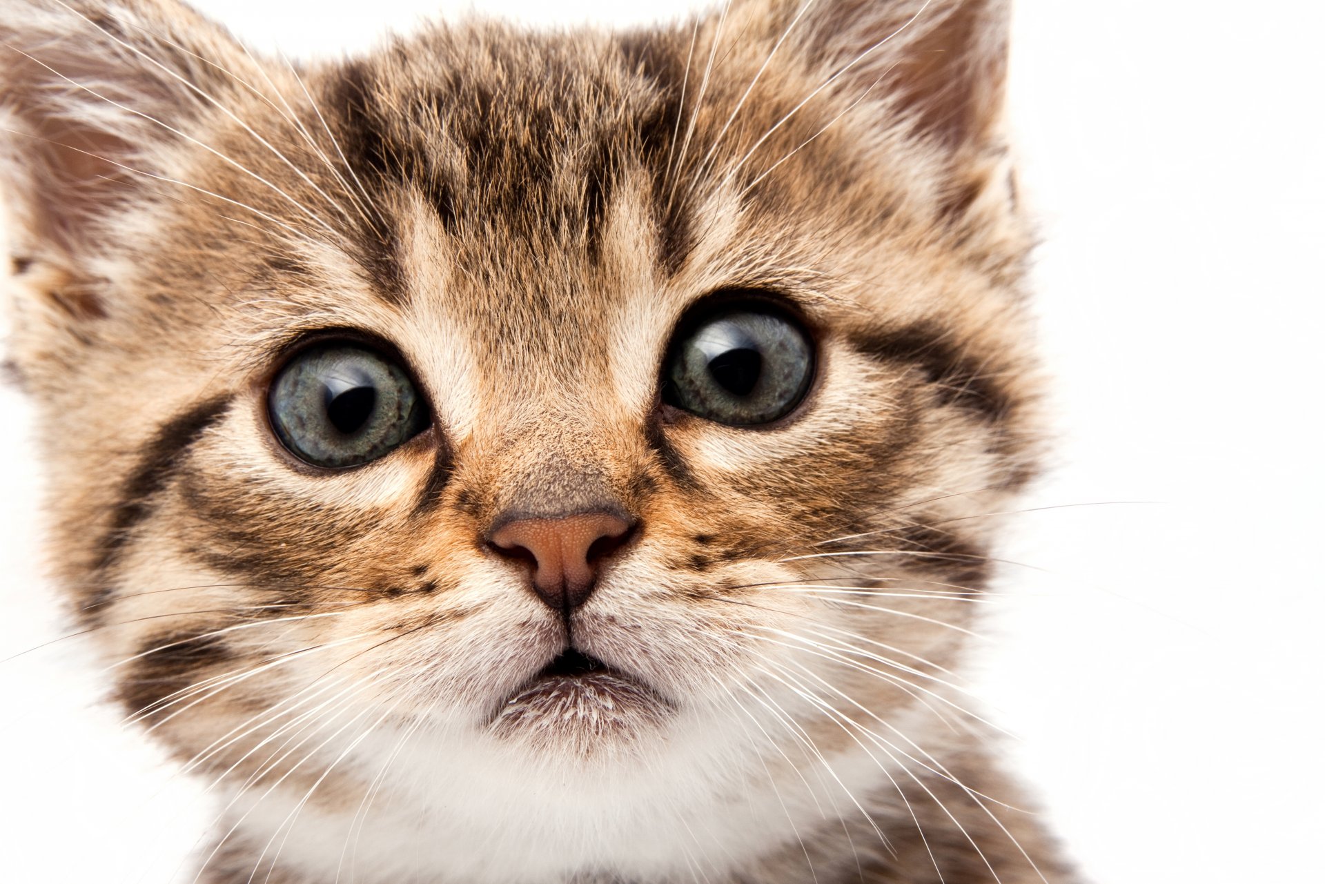 kätzchen katze katze schnauze schnauze augen blick