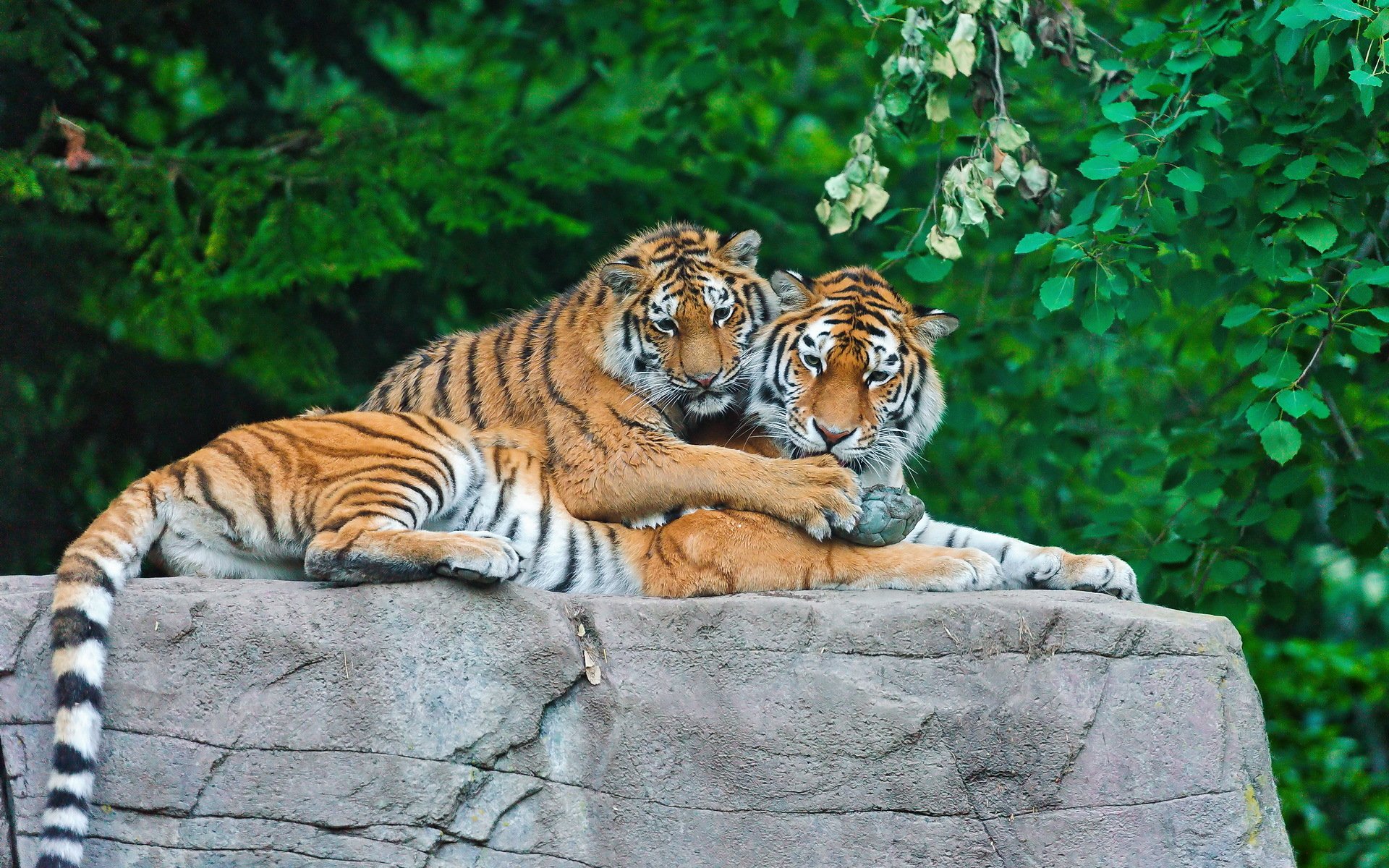 tigre familia piedra