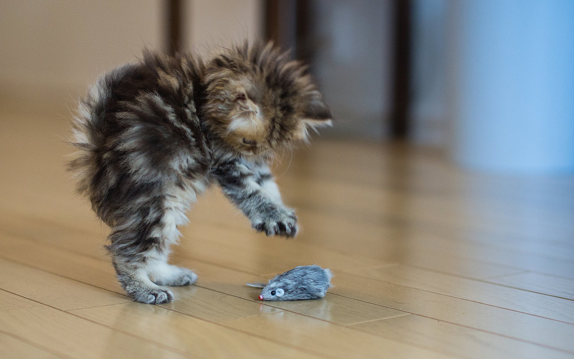 katze kätzchen schreck situatsyya spielzeug maus boden grau flauschig