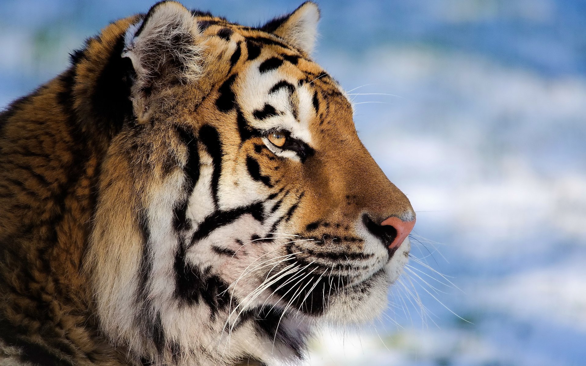 tigre museau profil