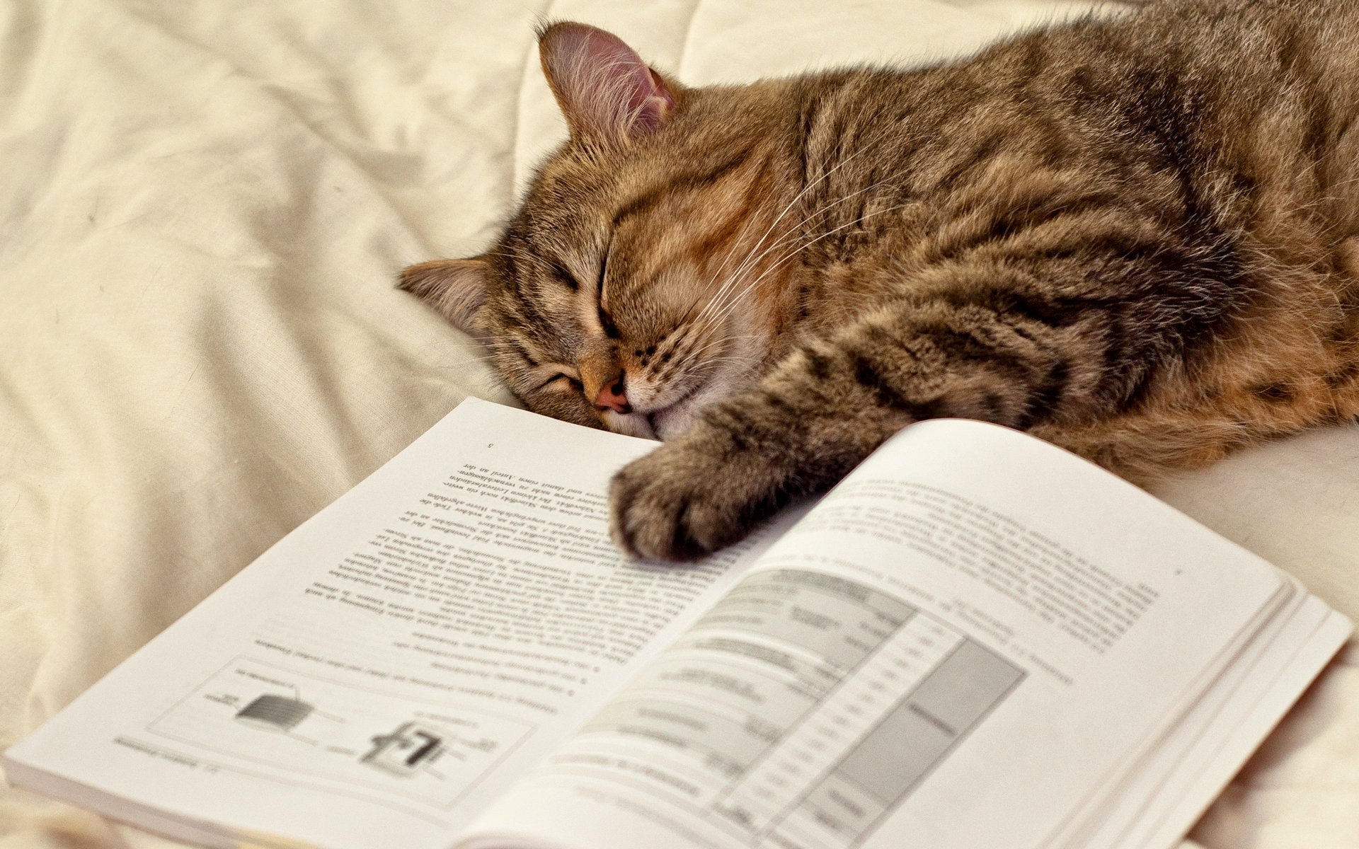 chat chat dort se trouve livre patte pages