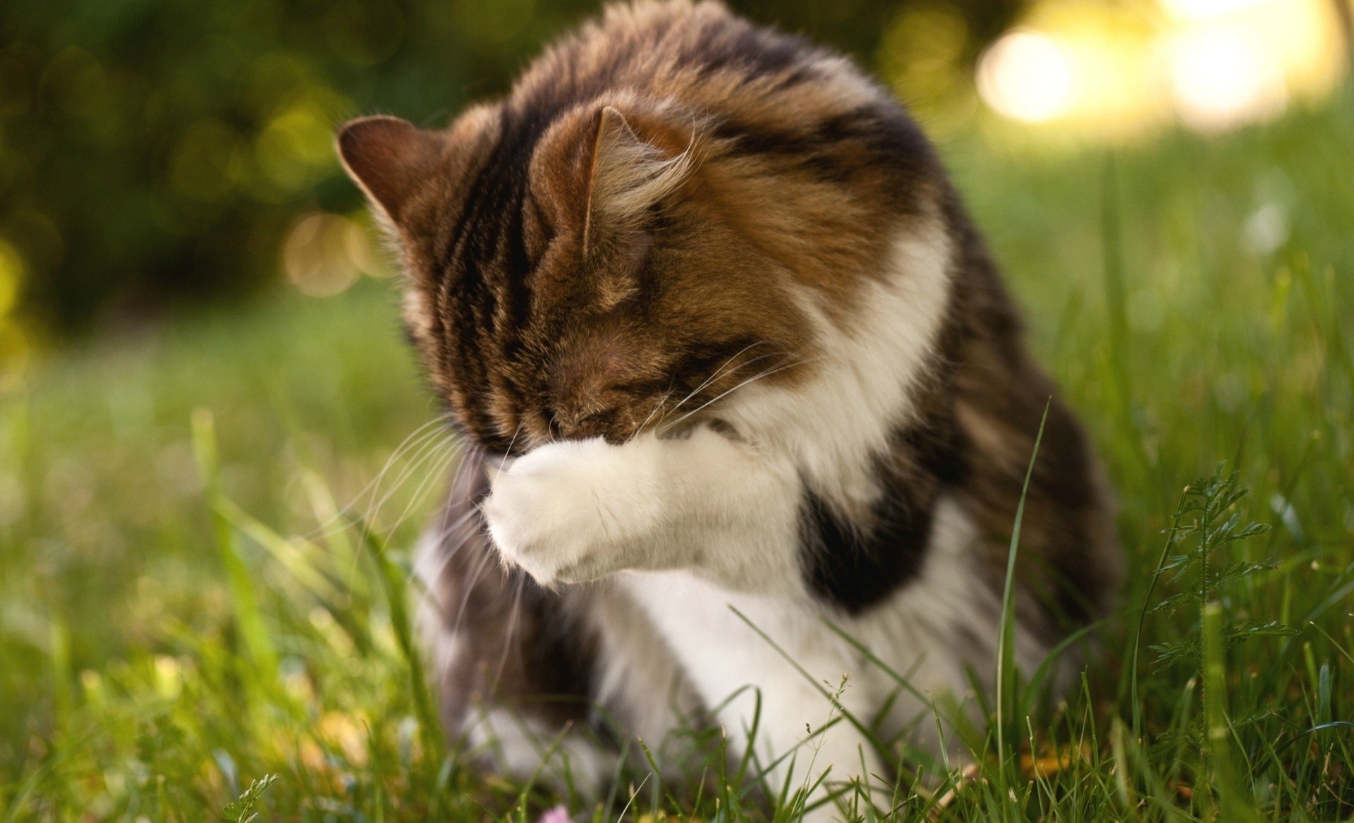 katzen katze pfote gras grün natur hintergrund tapete