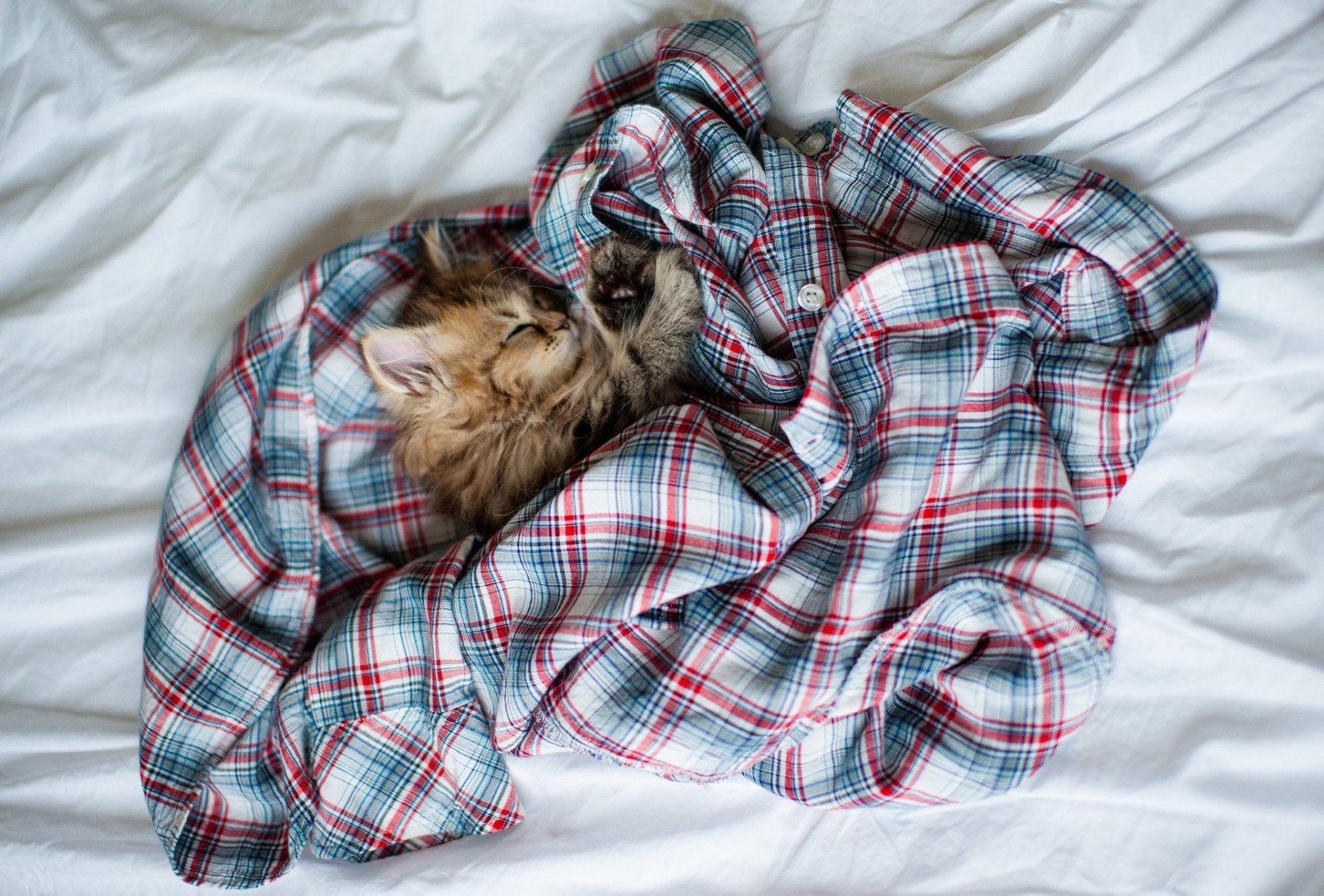 chat chaton marguerite ben torod dormir sommeil chemise vêtements cage enchevêtrement