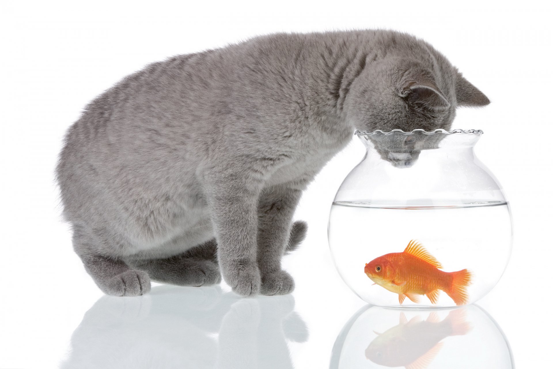 katze grau tier aquarium wasser fisch neugier reflexion weißer hintergrund