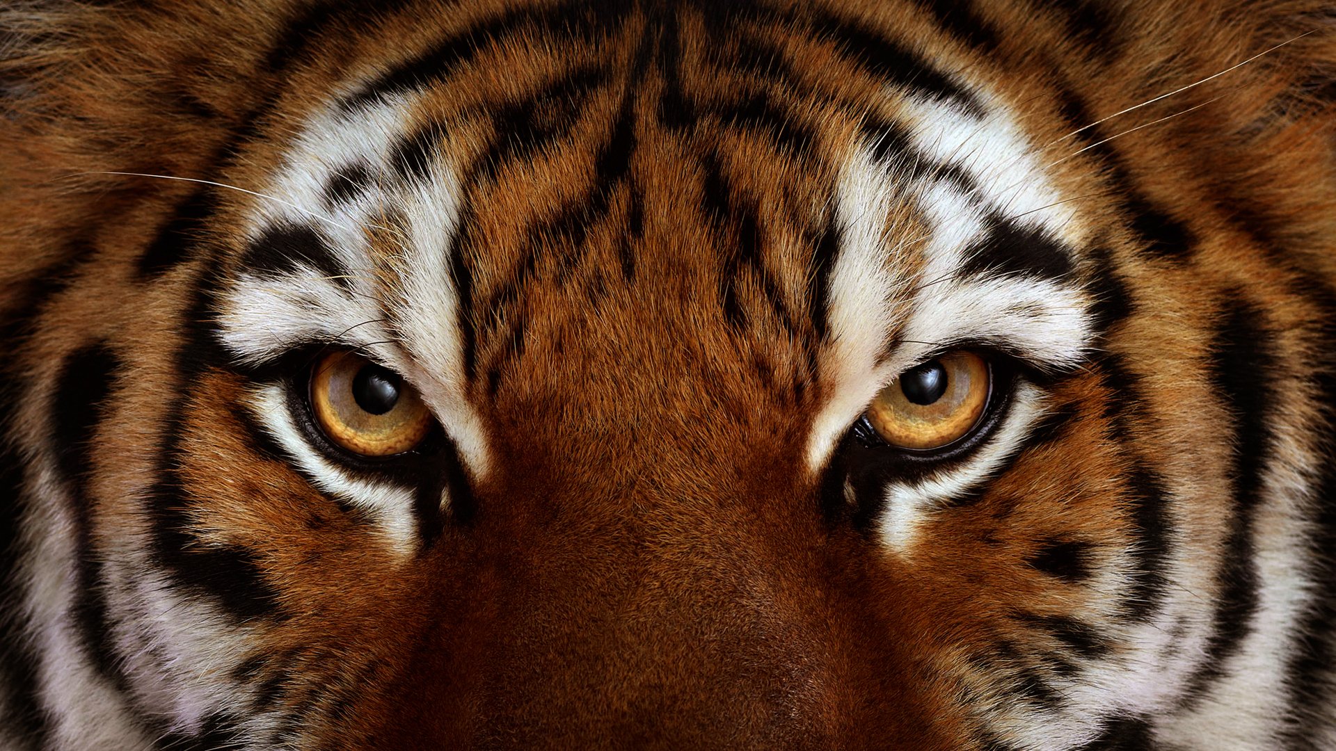 tiger blick augen wolle