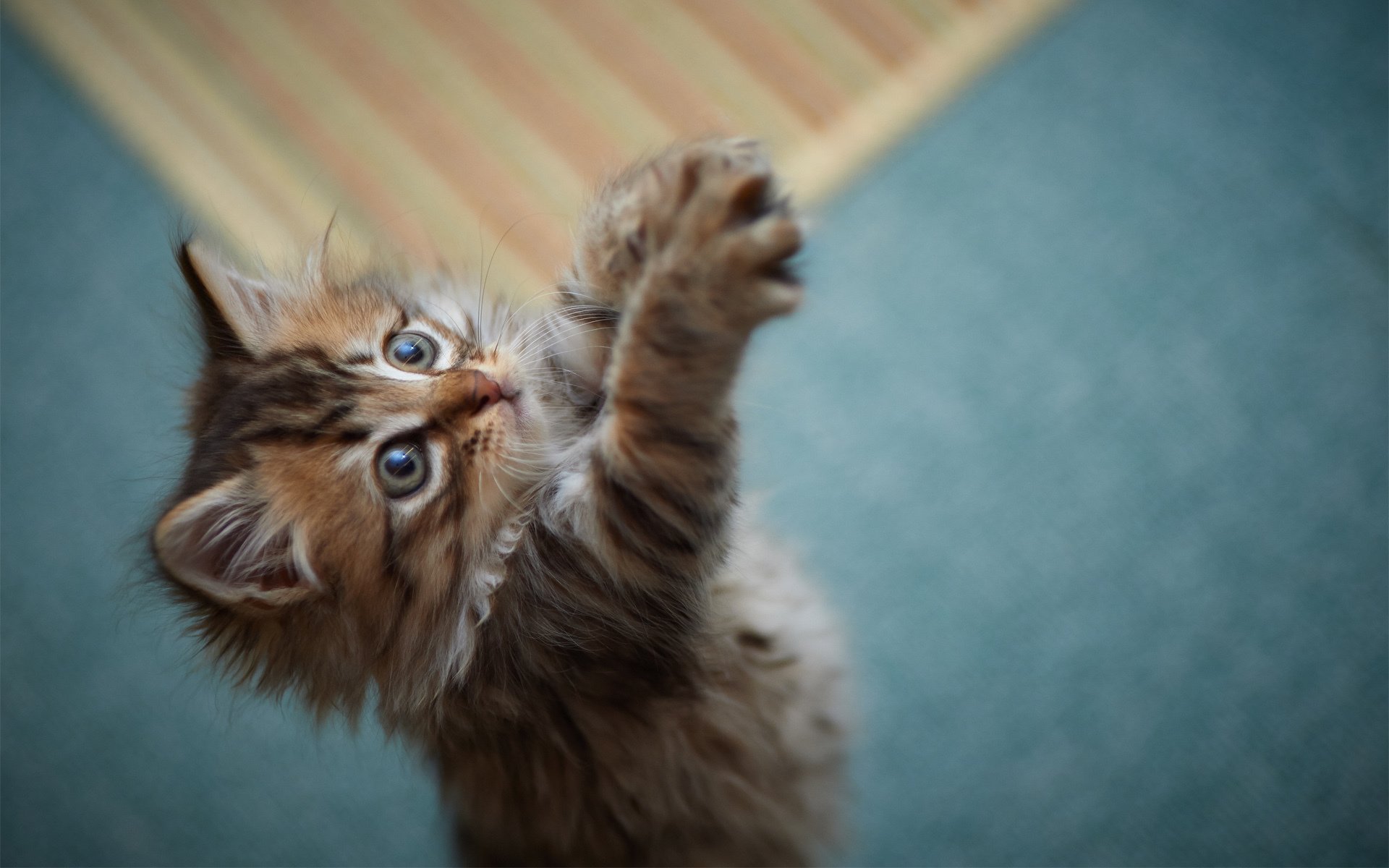 chaton jeu pattes fourrure moelleux