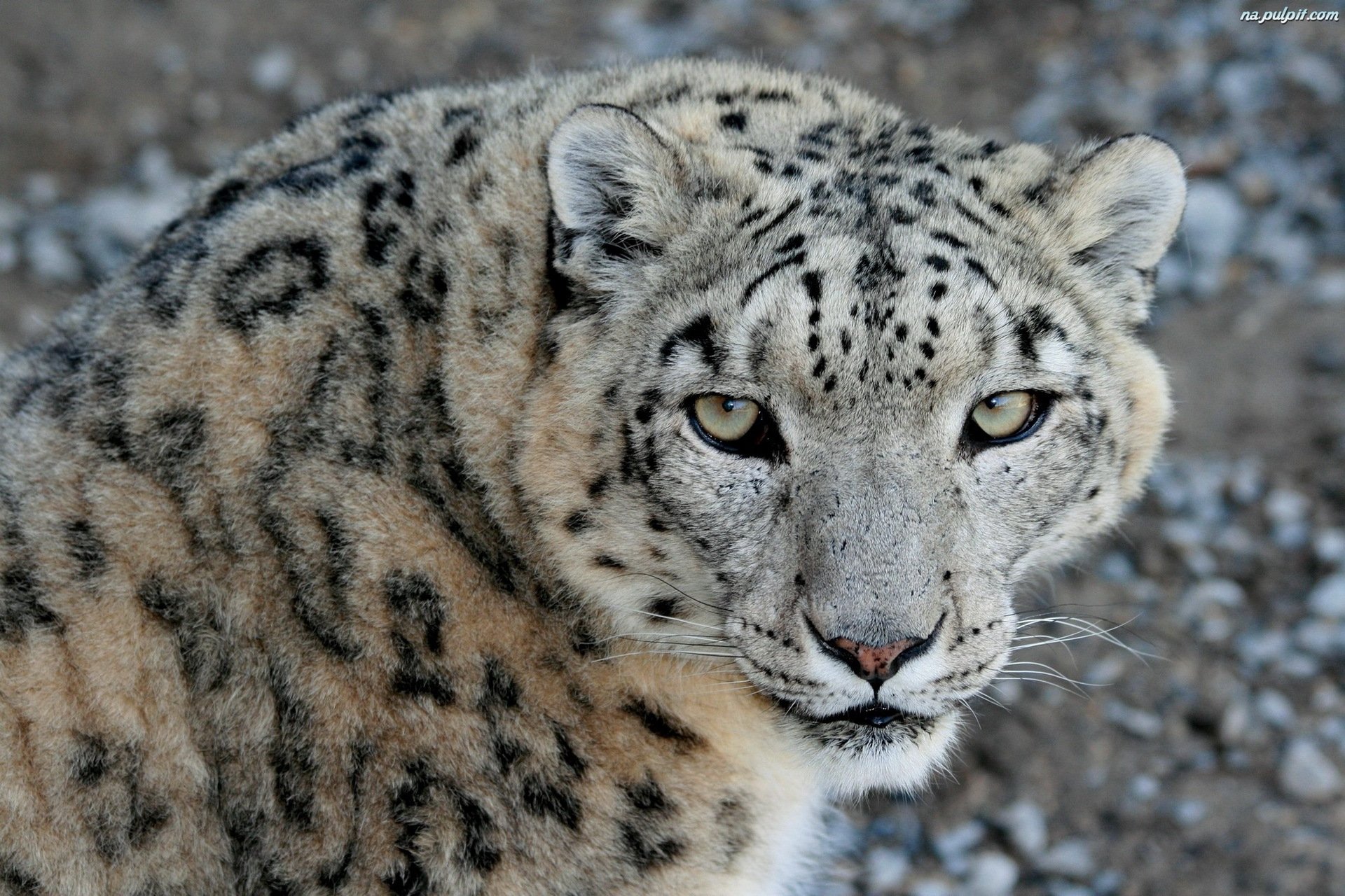 leopardo de las nieves irbis hocico mirada depredador