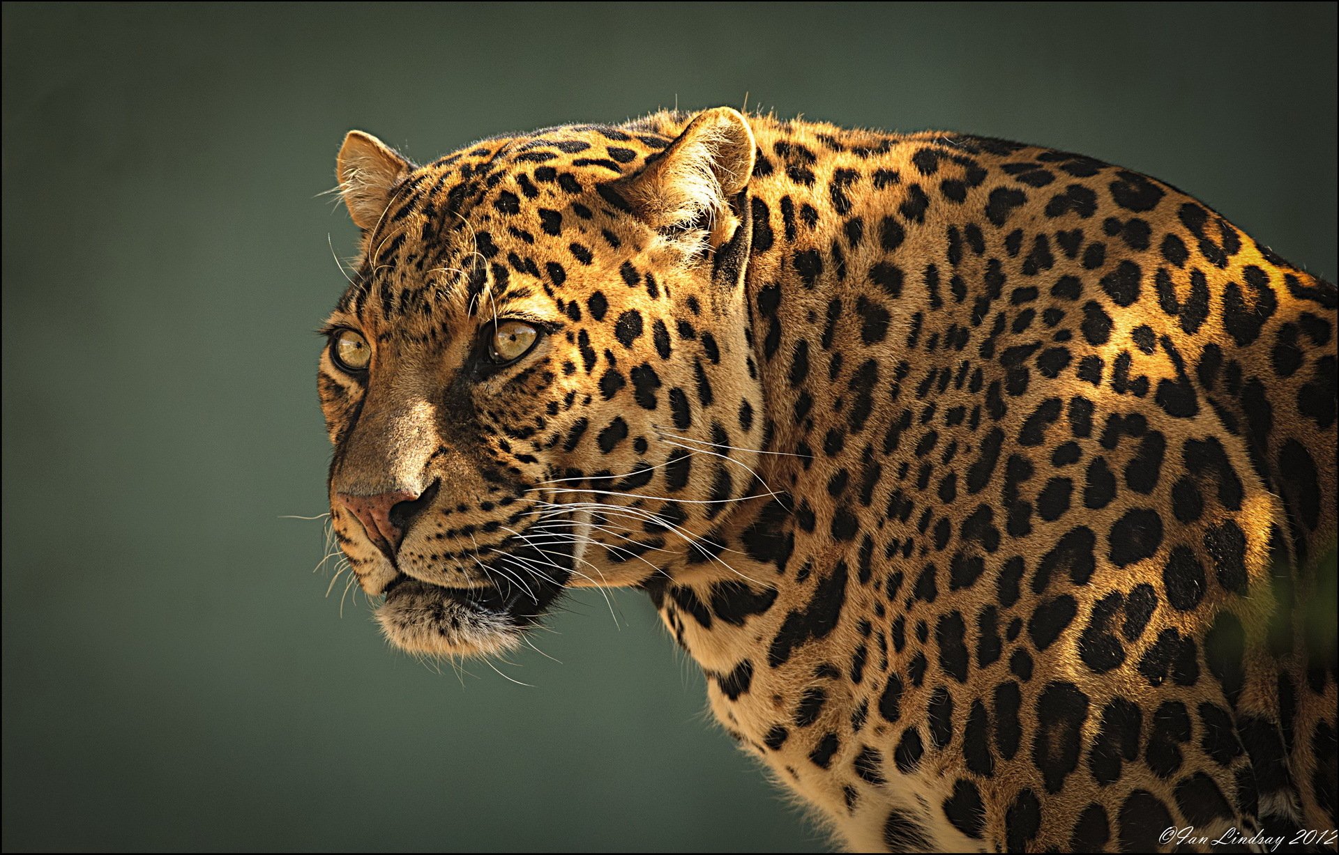 leopardo hocico depredador perfil