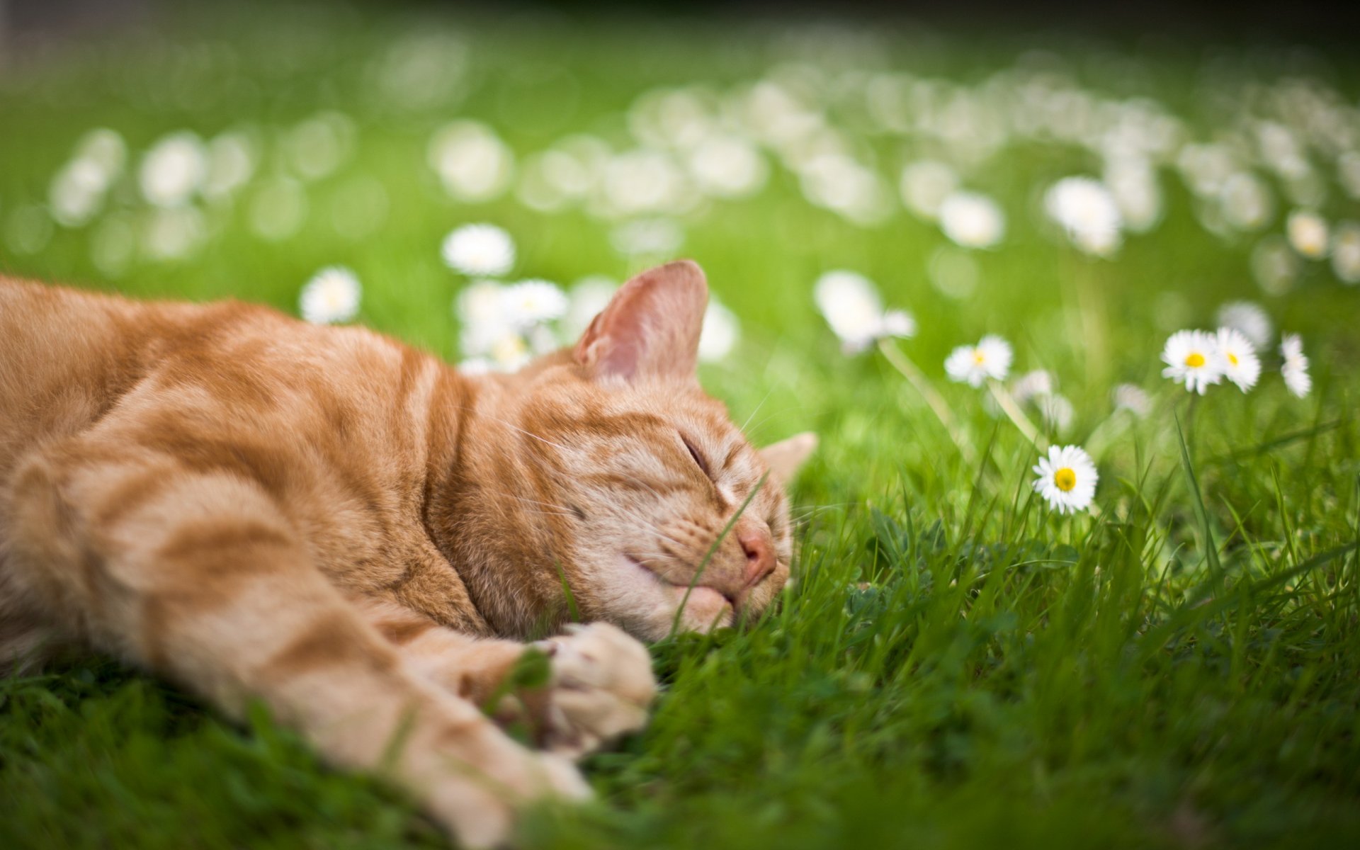 chat herbe été