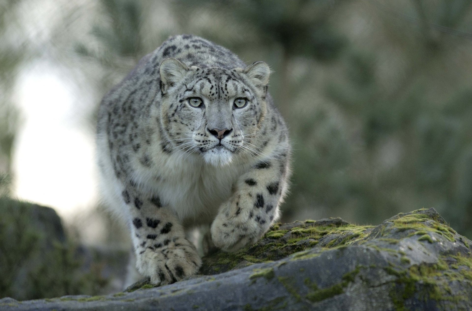 irbis leopardo delle nevi guarda