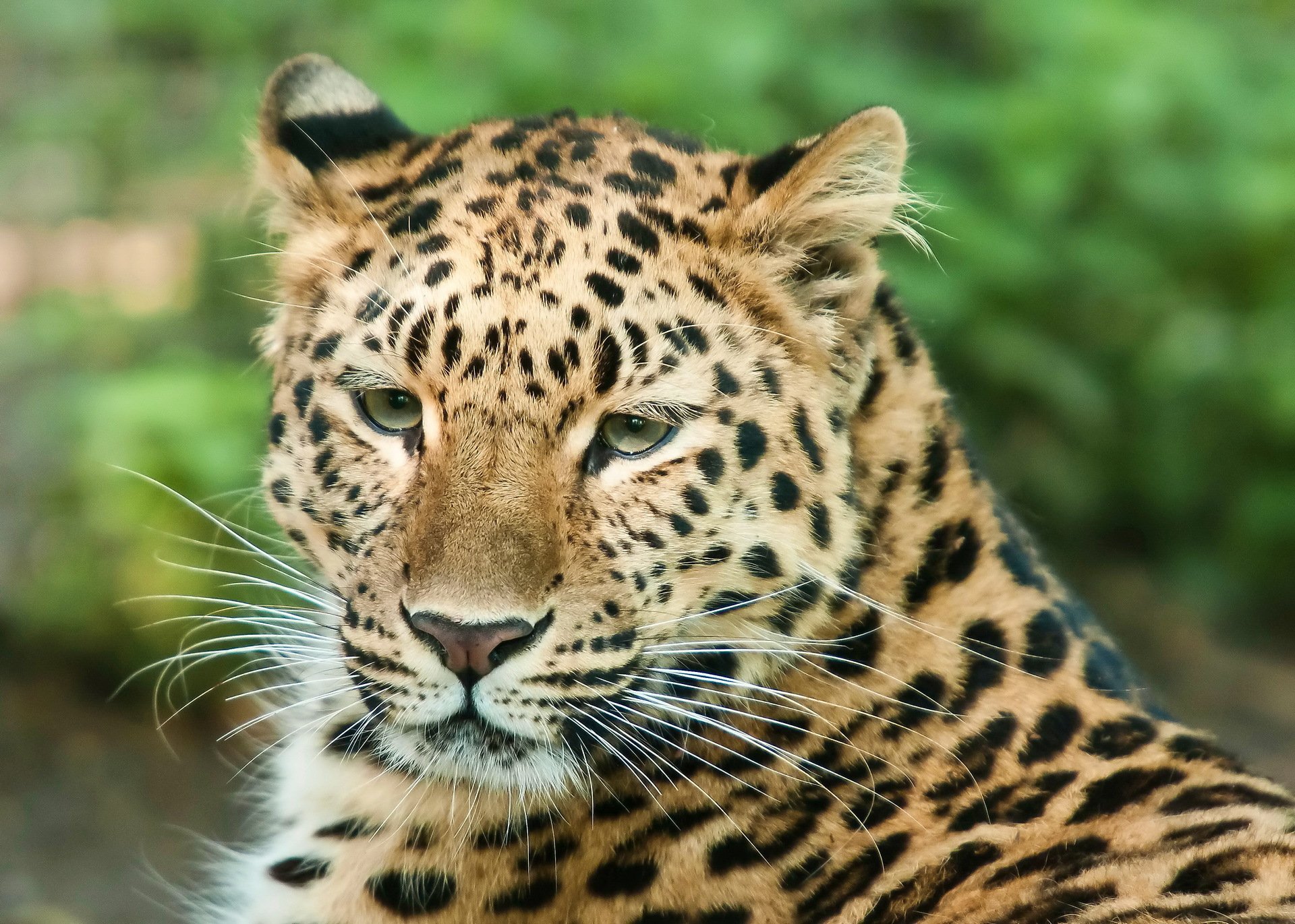 leopardo muso sguardo baffi riposo predatore gatto