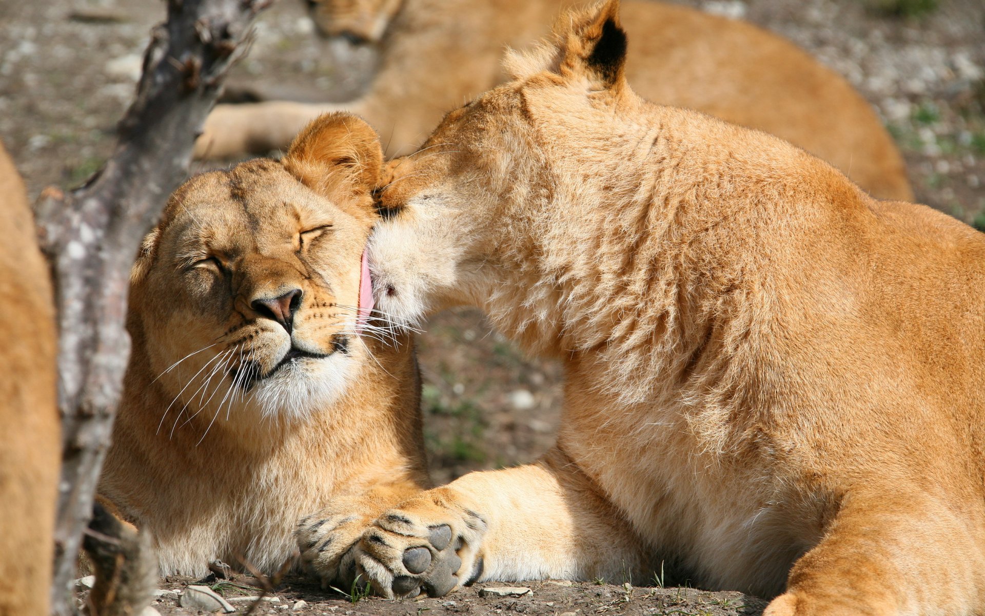 león leones pareja comadreja