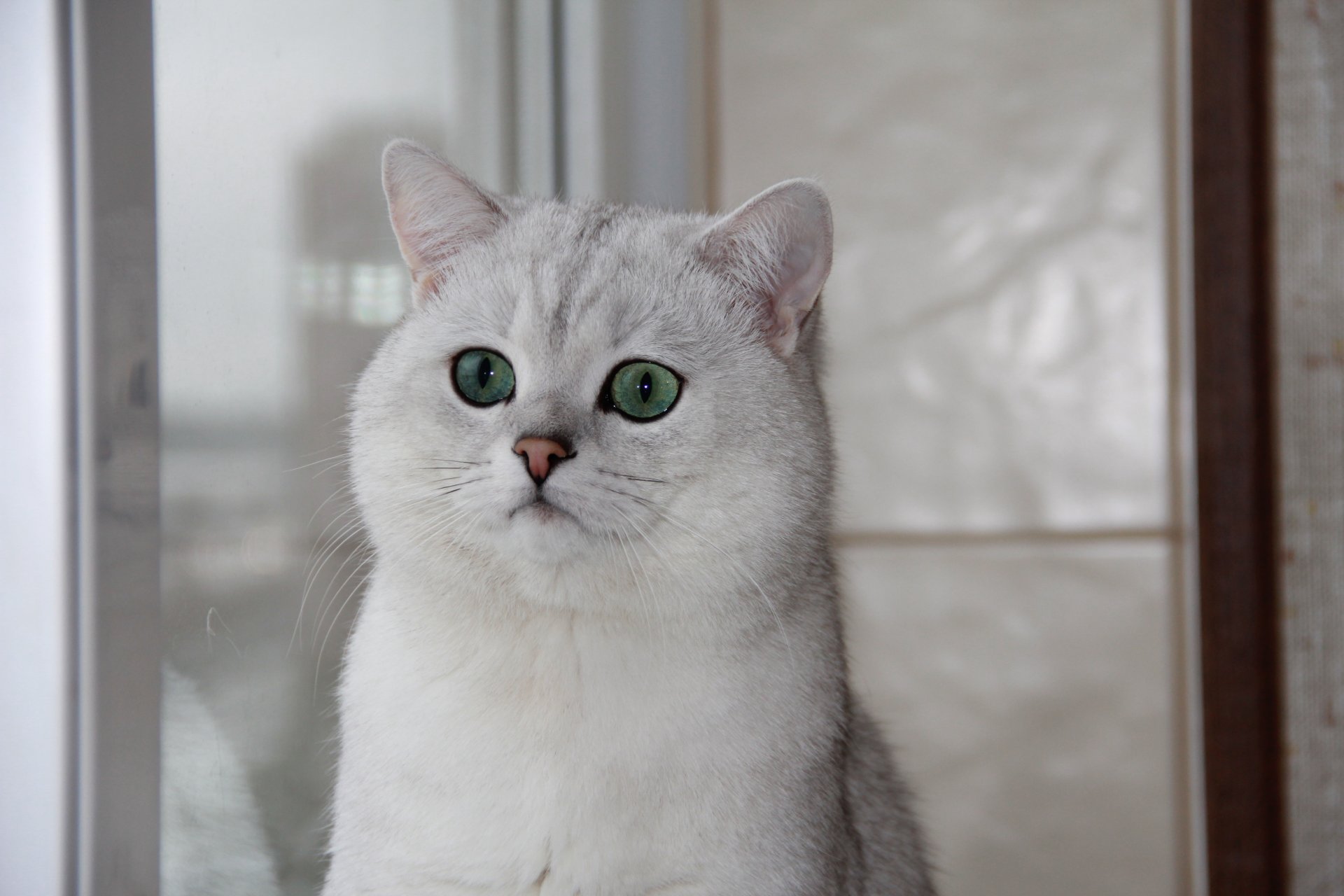 chinchilla británica gato ojos verdes ventana