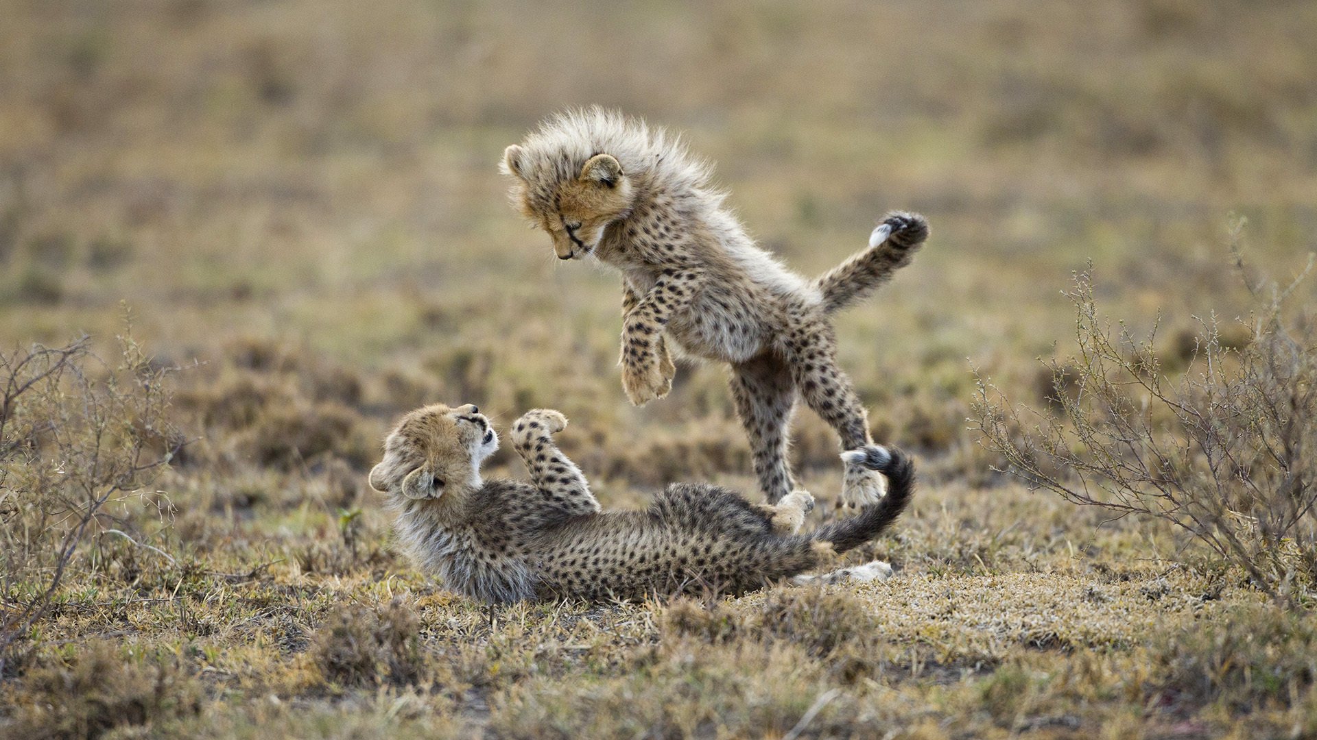 guépards petits chatons prédateurs jeu