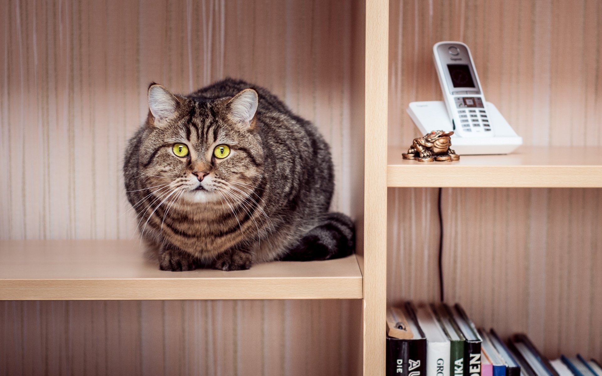 gato gato rayas sentado armario estantes teléfono libros