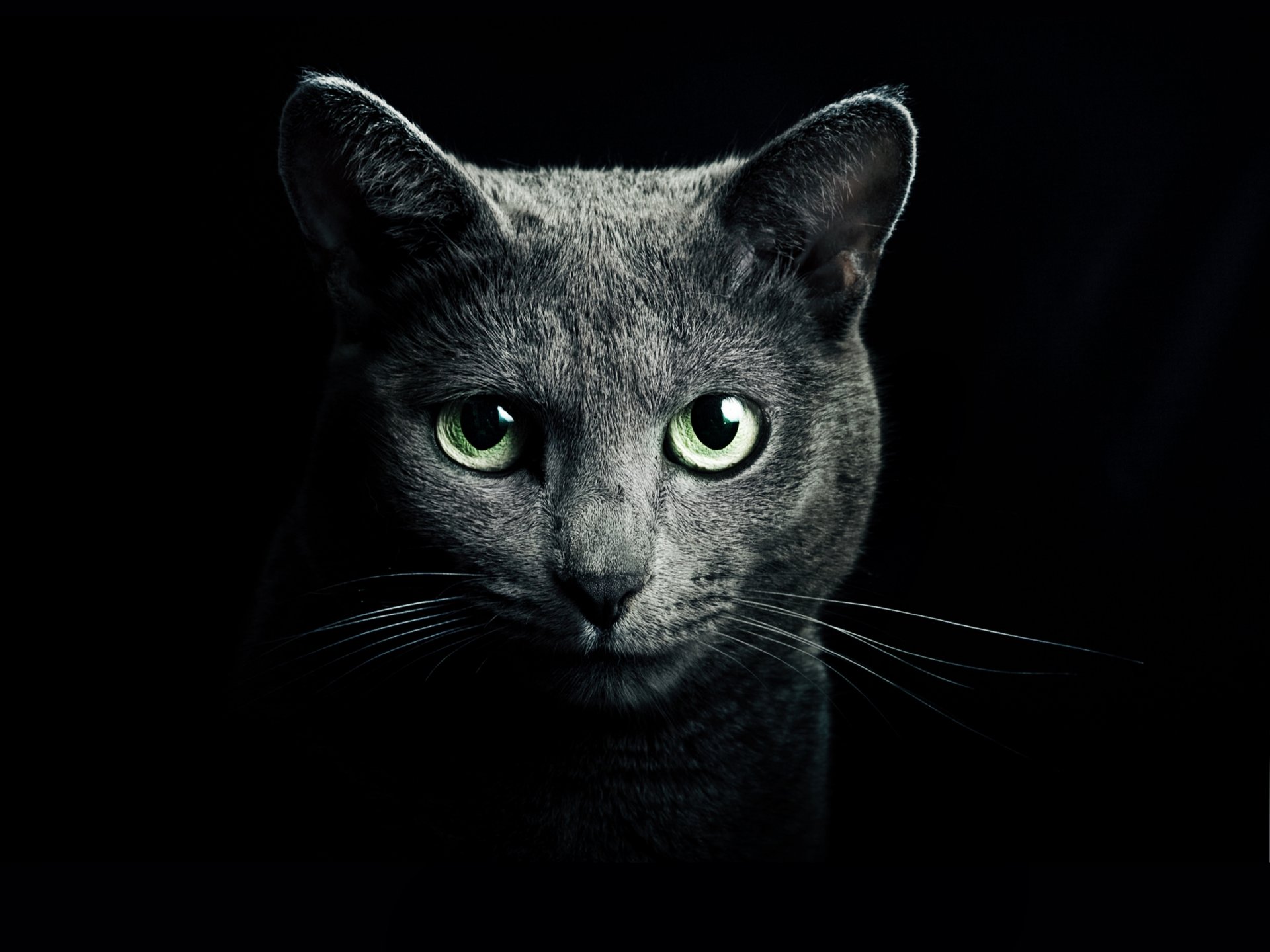 cat cat gray breed russian blue eyes green look black background