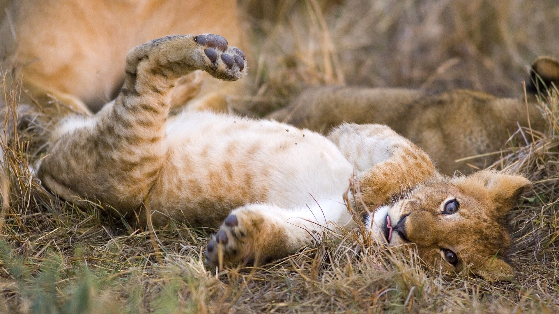 león cachorro de león gato depredador