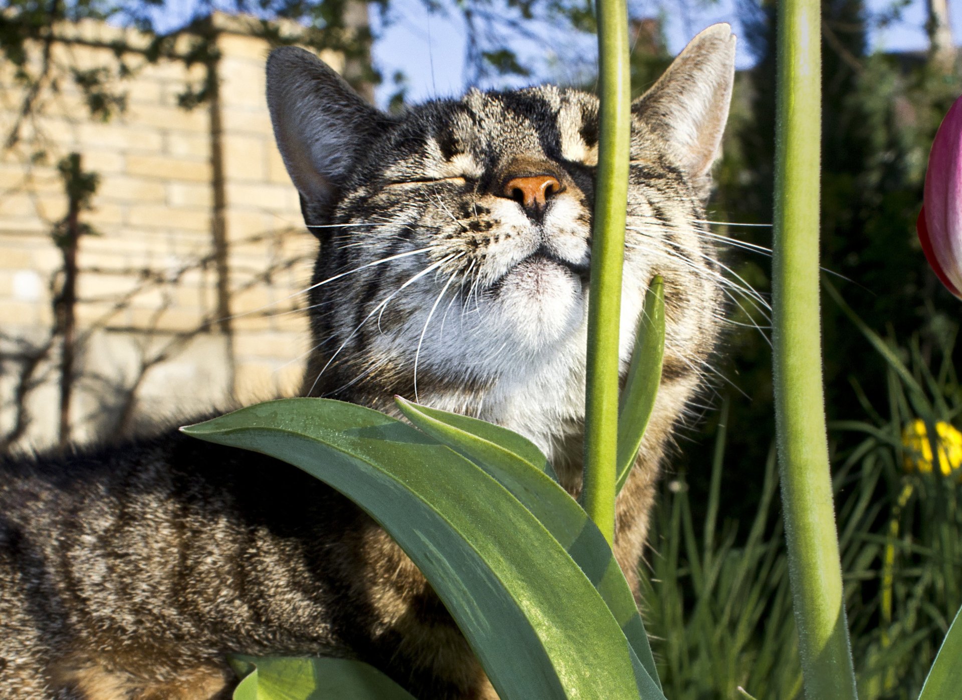 katze tier liegt sonne wärmt sich blumen stiel