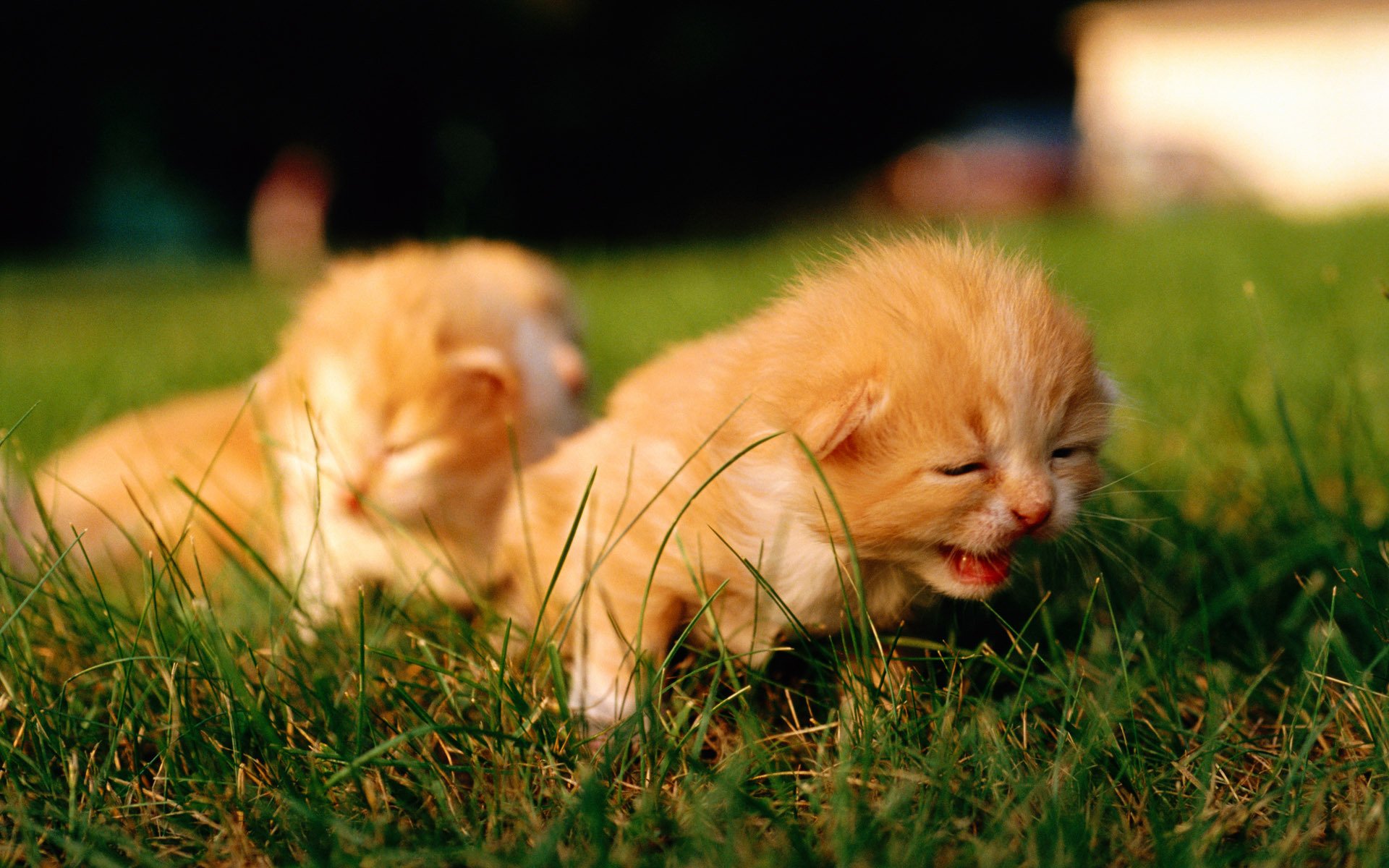 cats horses kitten red macro