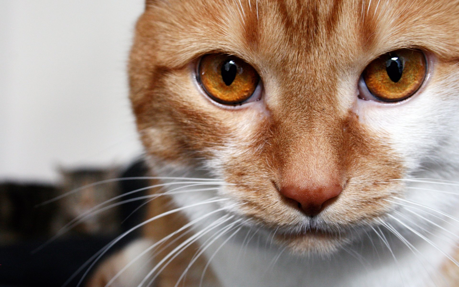 katze katze rot schaut braune augen makro weiß gestreift