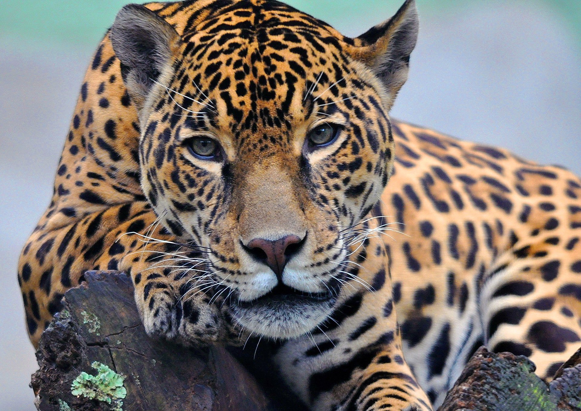 jaguar se trouve patte museau regarde