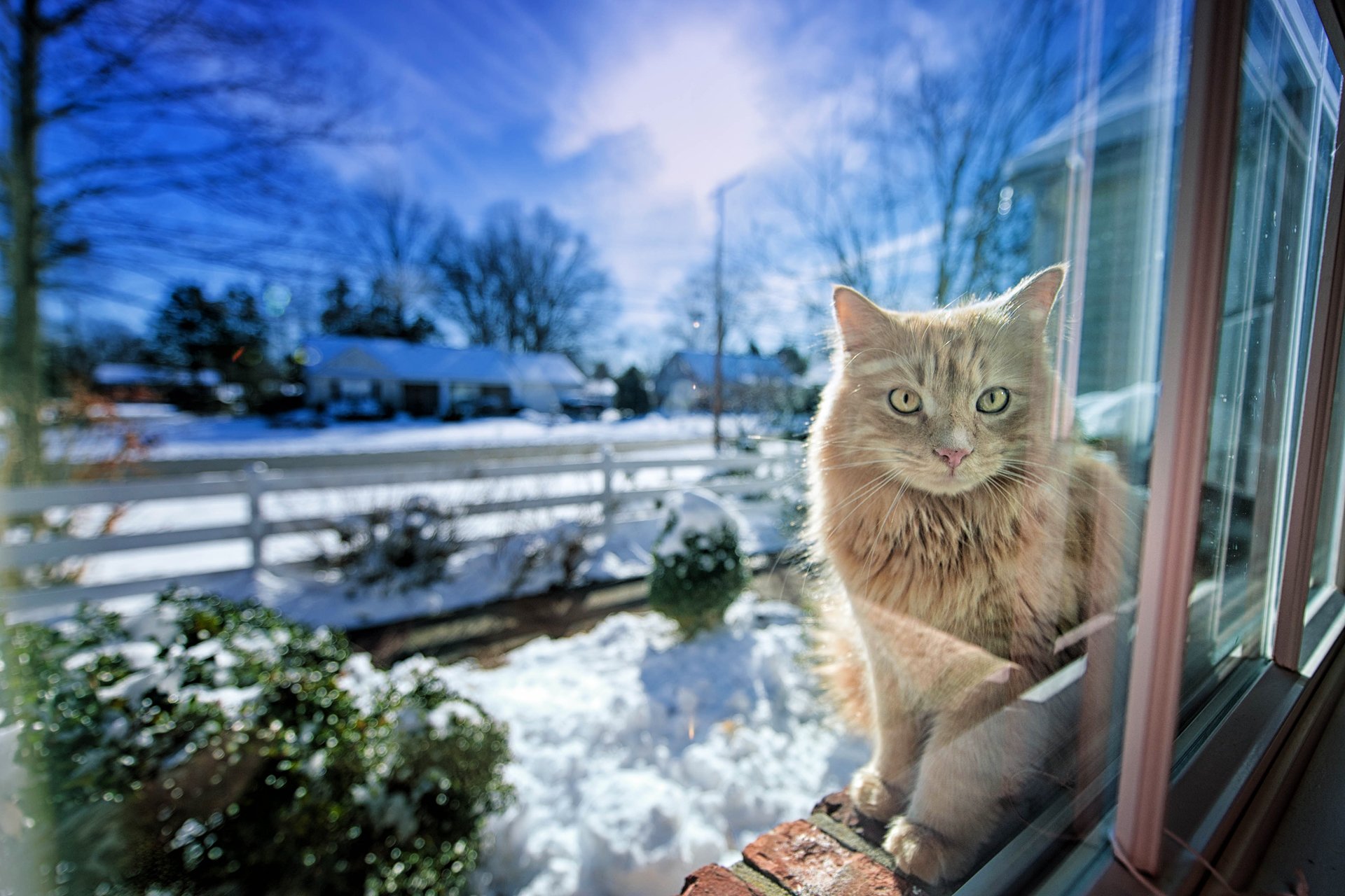 gatto inverno finestra luce gregory j scott fotografia