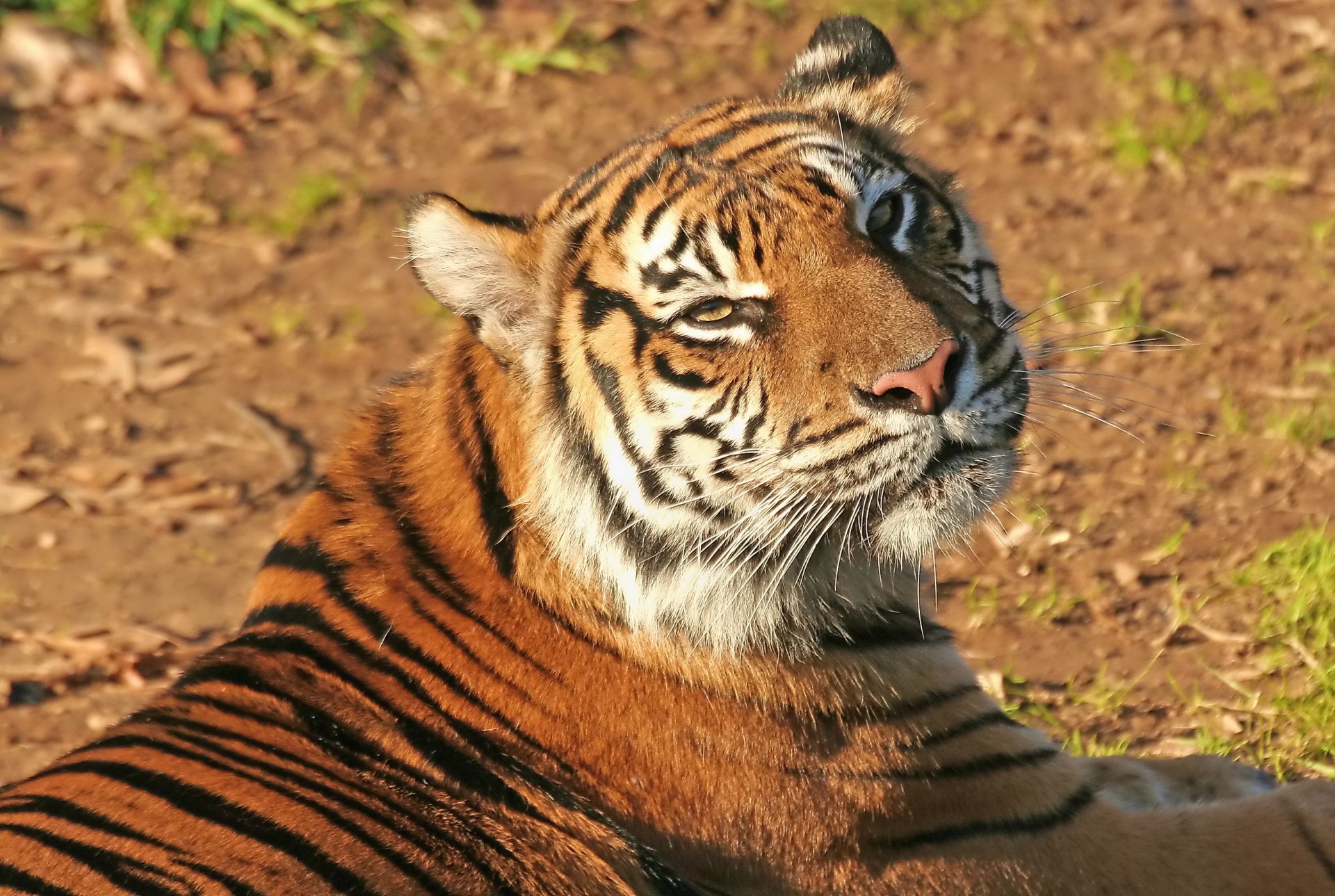 tiger schnauze schnurrbart zufriedener blick gestreifte haustierkatze