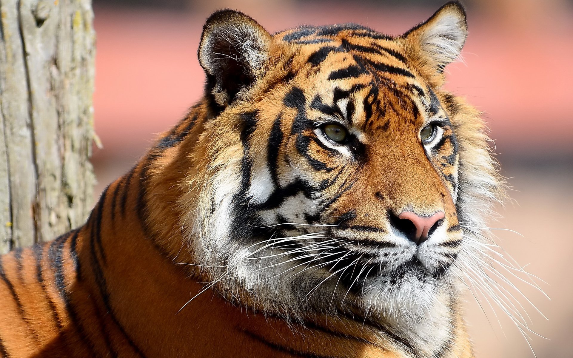 tiger schnauze schnurrbart streifen schaut