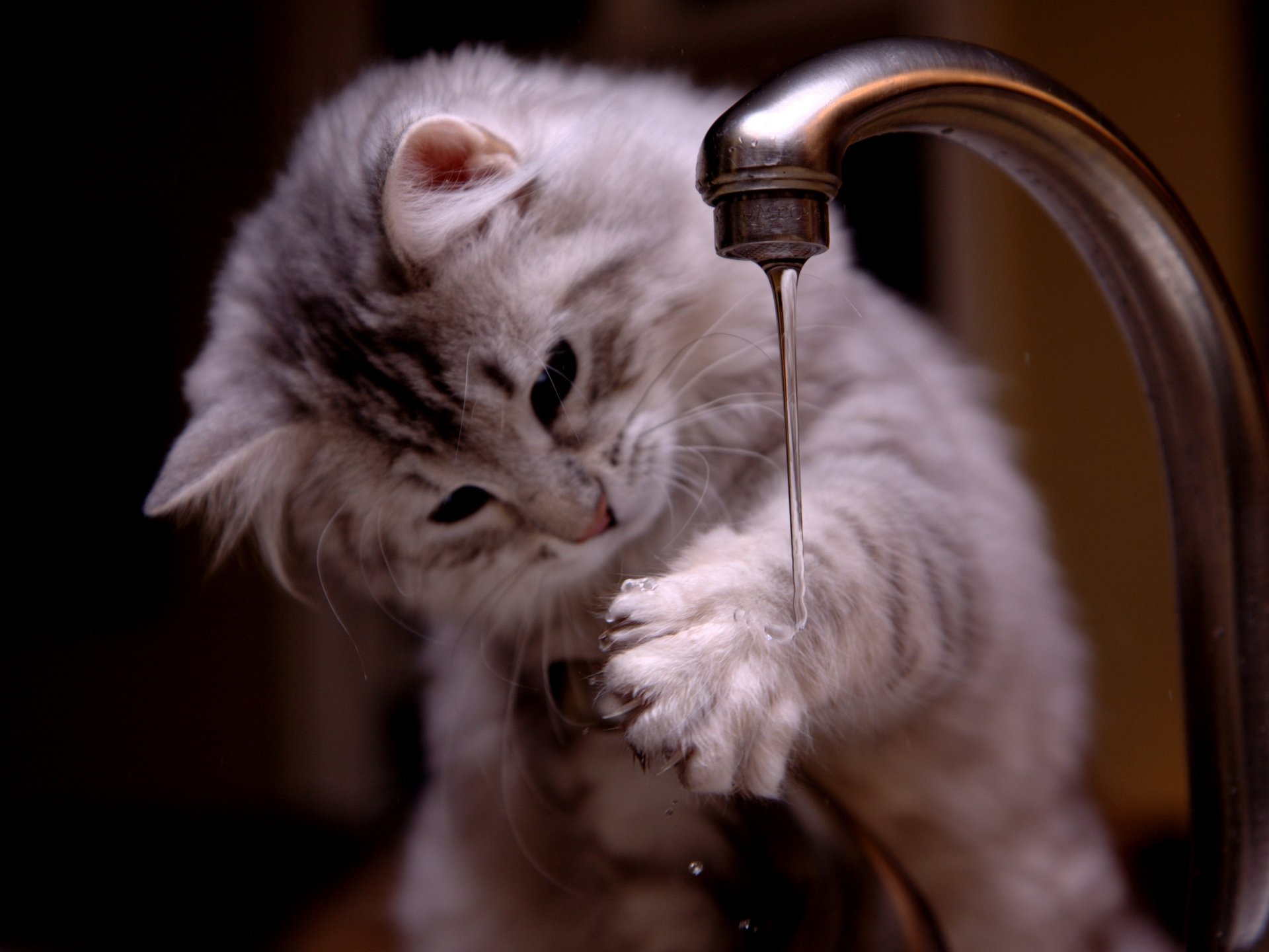 grau kätzchen pfote wasser wasserhahn