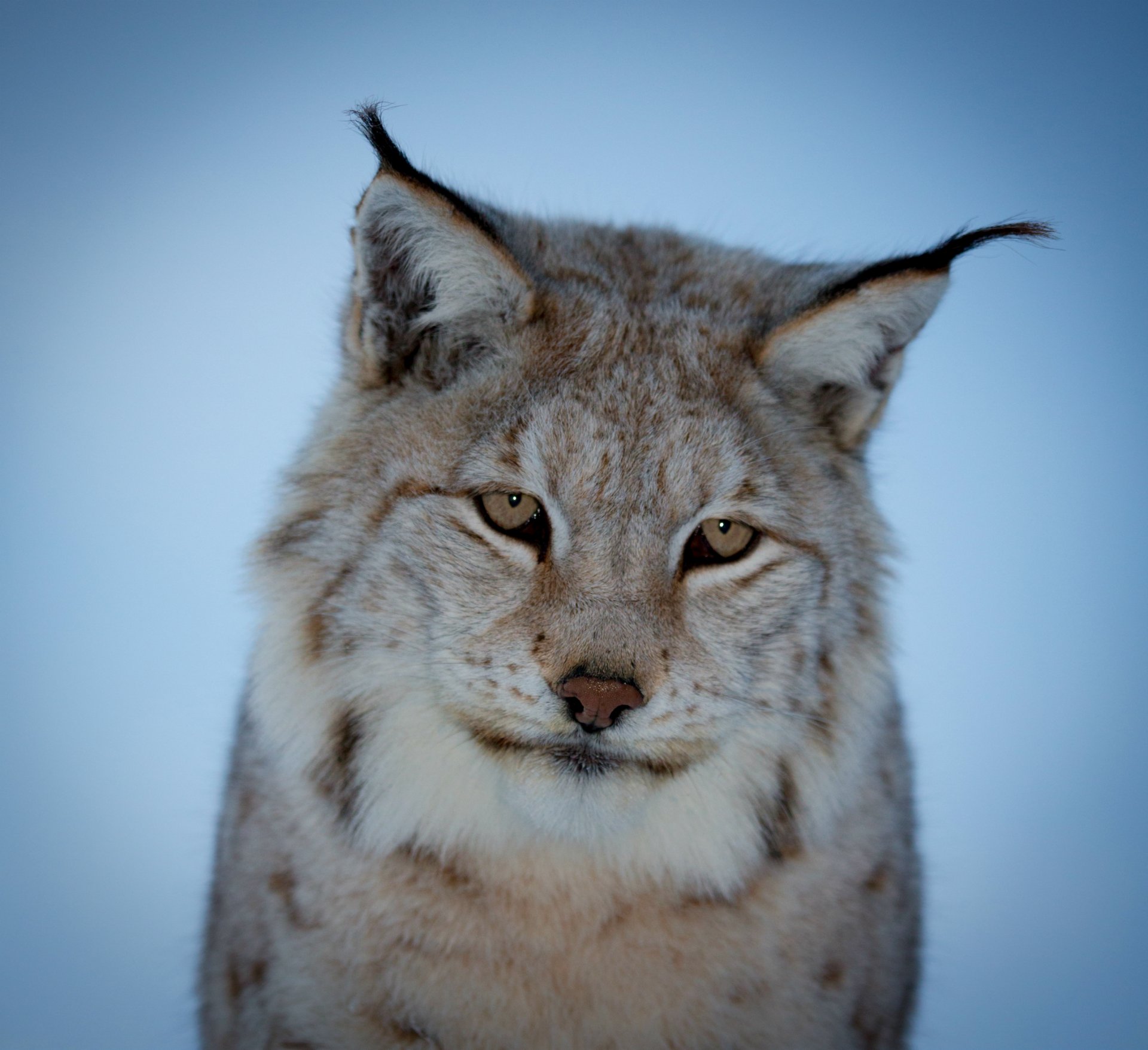 luchs schnauze nachdenklich blick blauer hintergrund