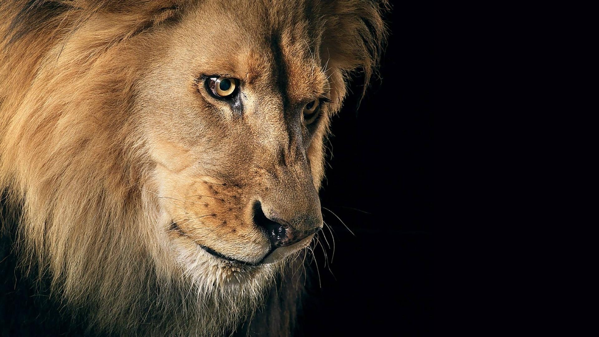 löwe tier katze raubtier blick könig der tiere mähne