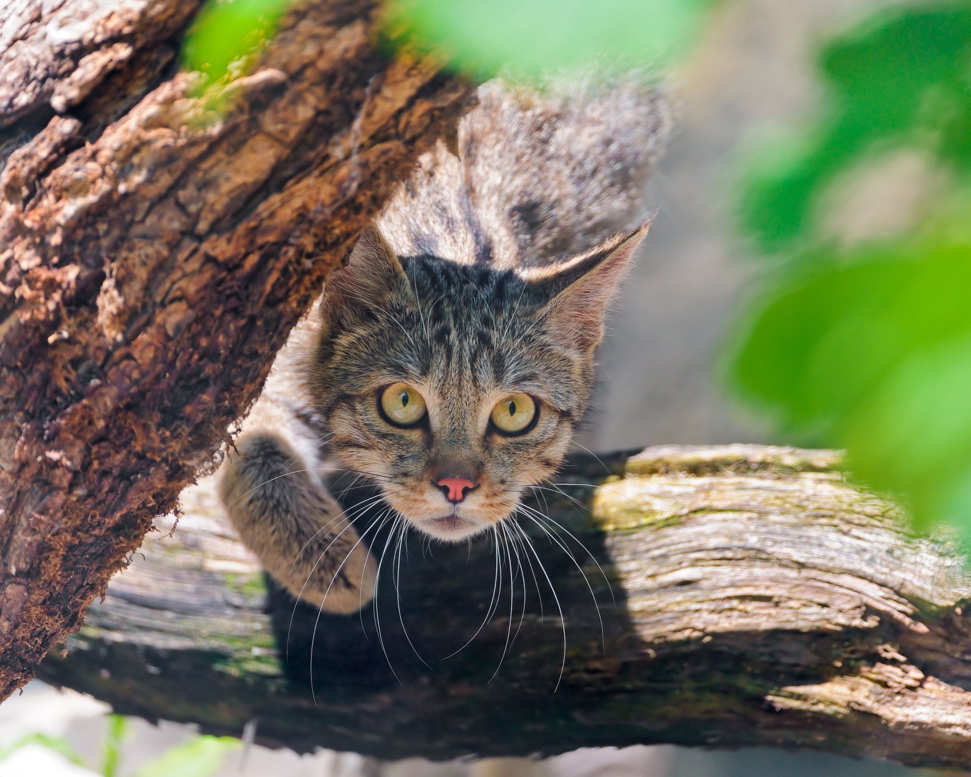 chat sauvage chat sauvage museau vue