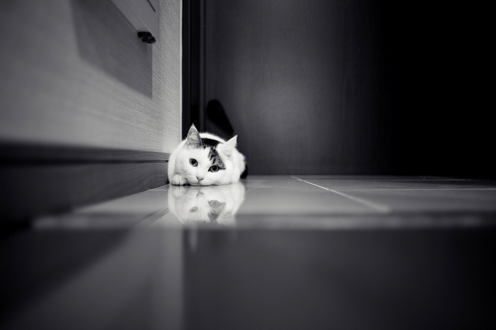 cat cat white door wardrobe tile black and white