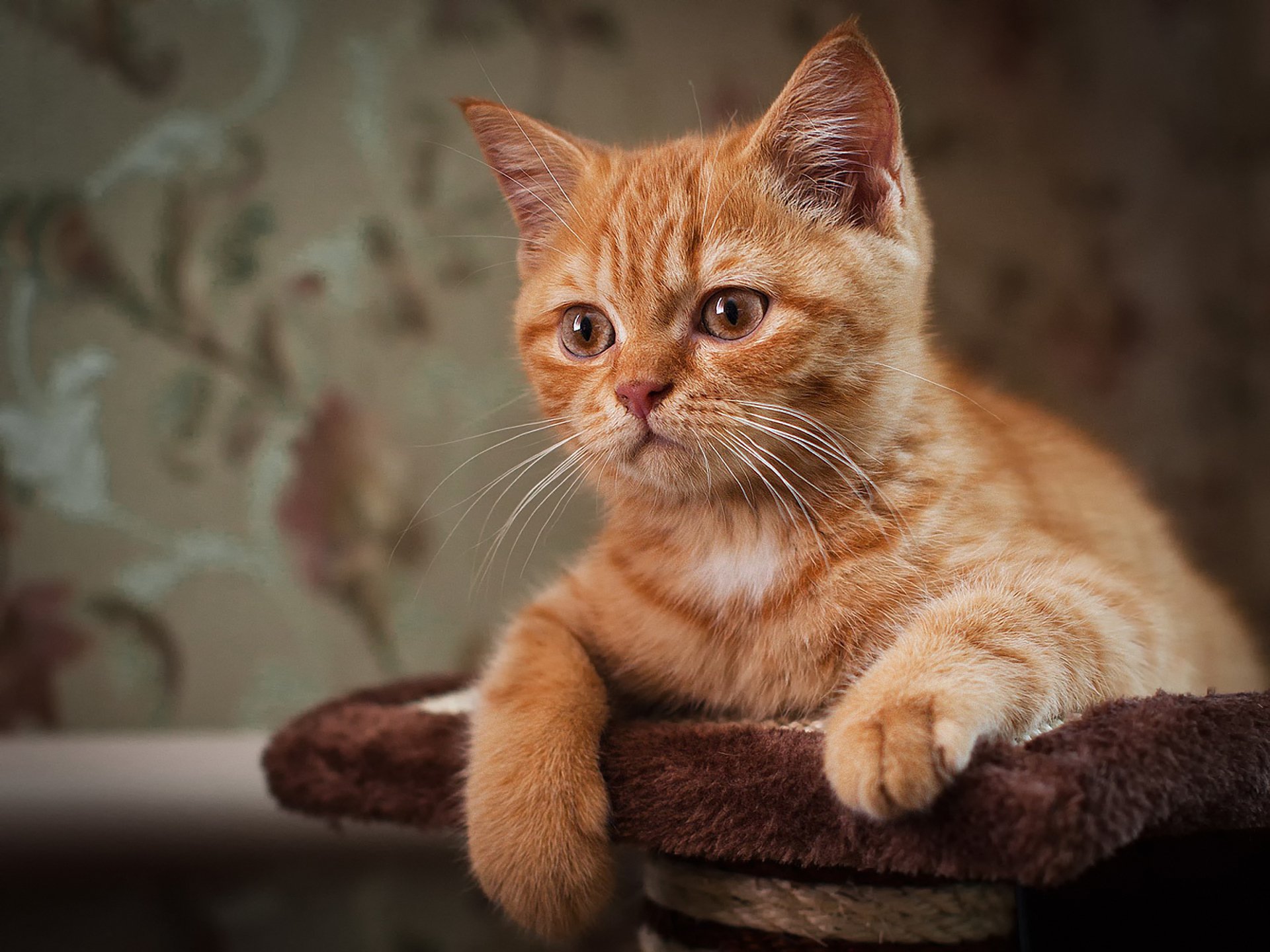 katze rot augen schnurrbart