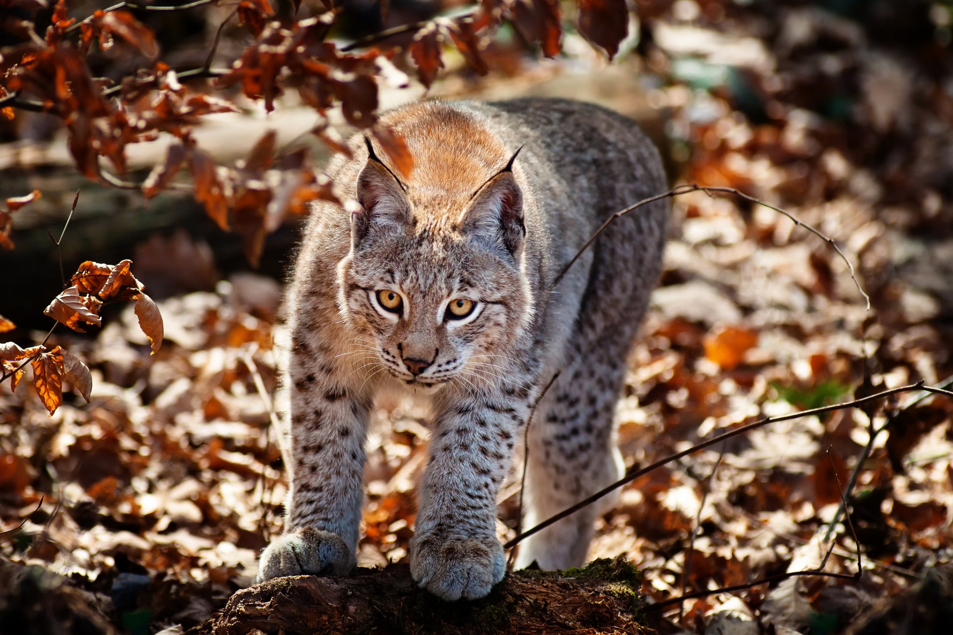 кошка рысь осень листва