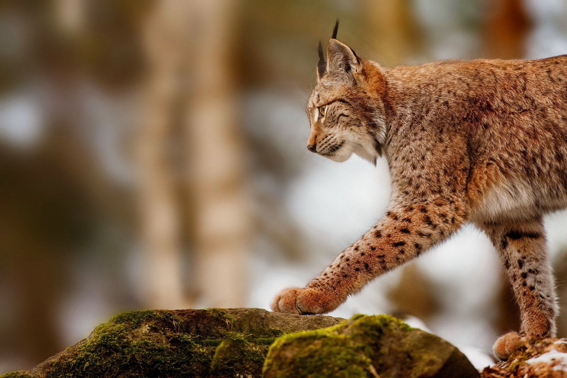 lince piedras caza perfil depredador