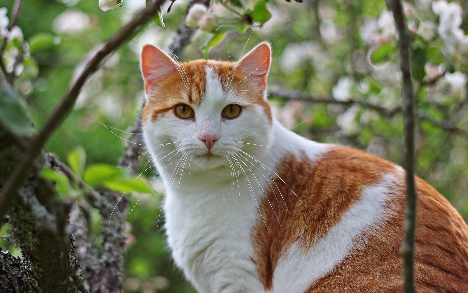 кошка кот котэ рыжий дерево ветки усы морда