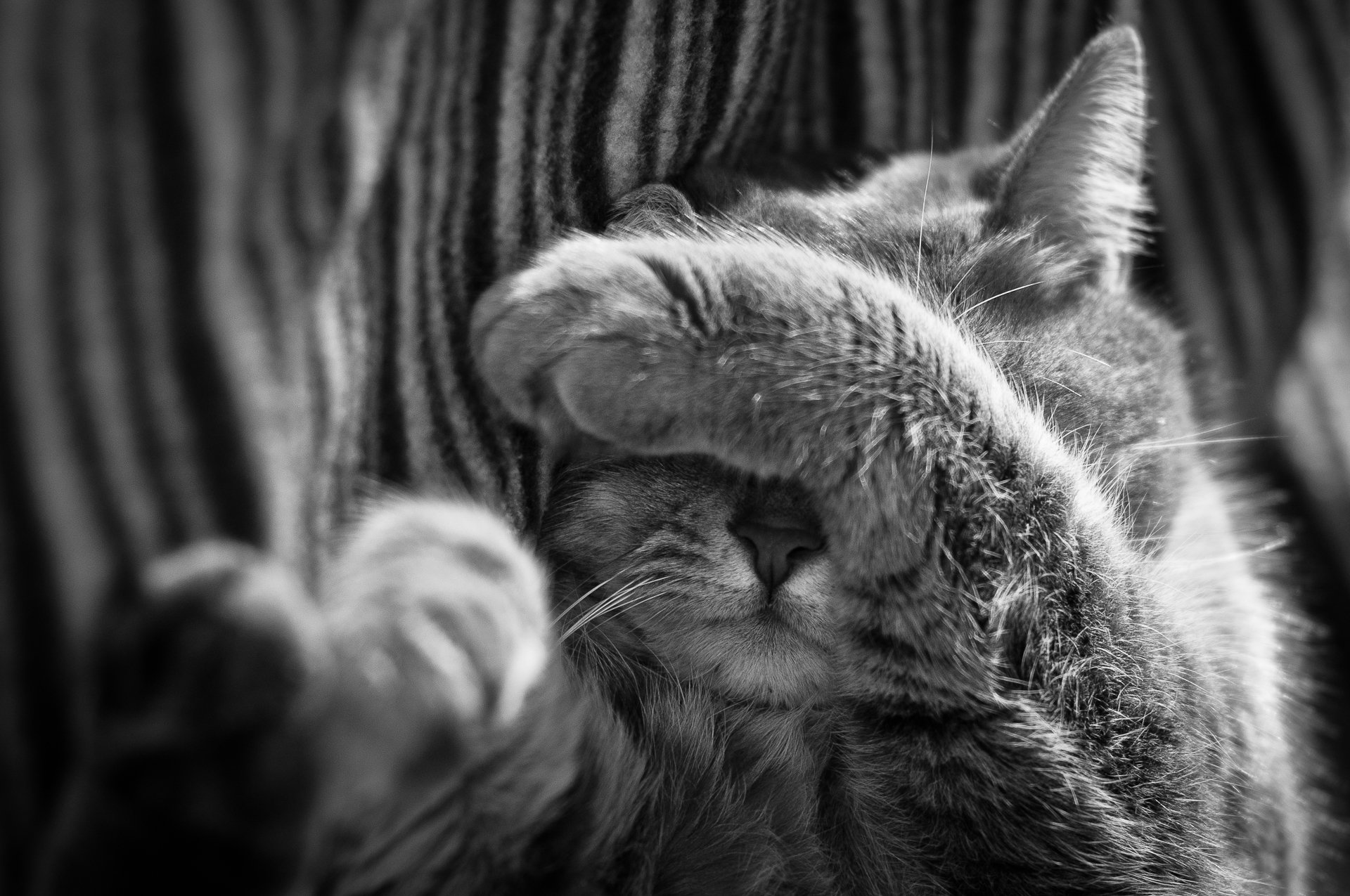 gato gato pata nariz dormir blanco y negro