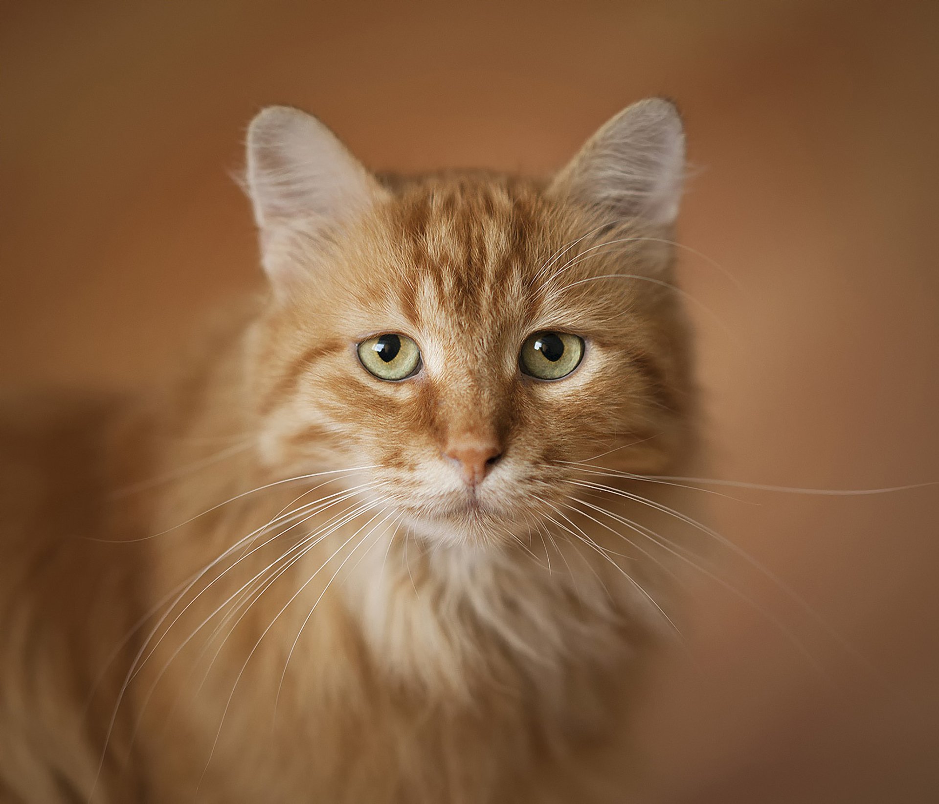 gato rojo retrato