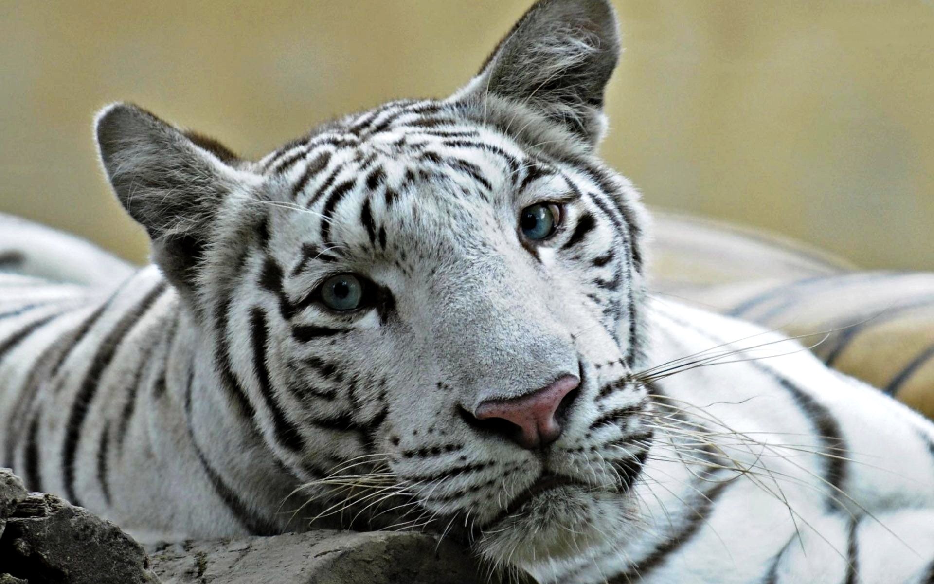 liger white crossbreed tiger and leo cat eyes blue photo