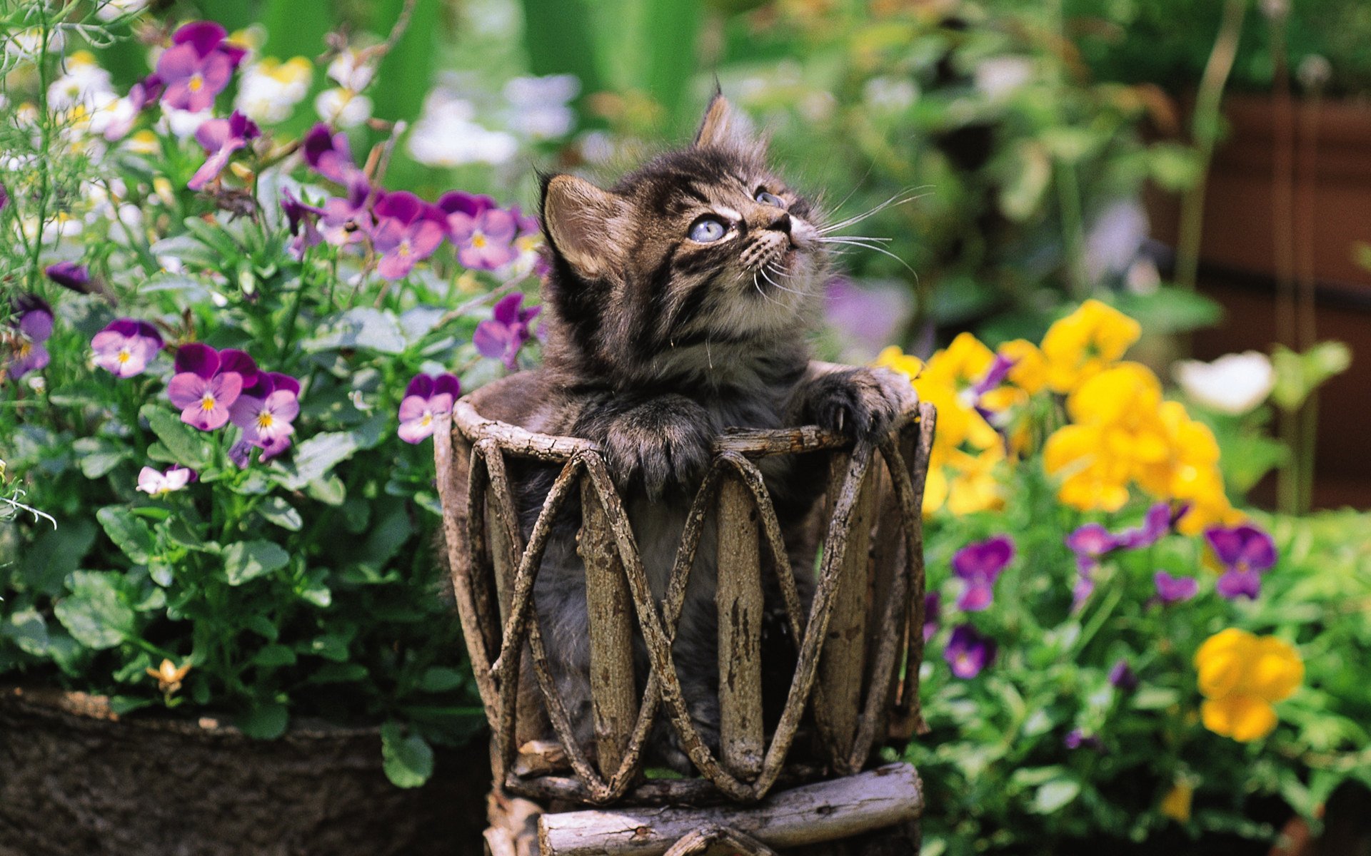 katze kätzchen katze muschi muschi kote blumen gras