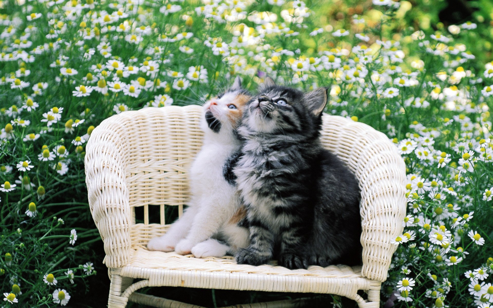 cat kitten cat kitty pussy kote flowers two chair