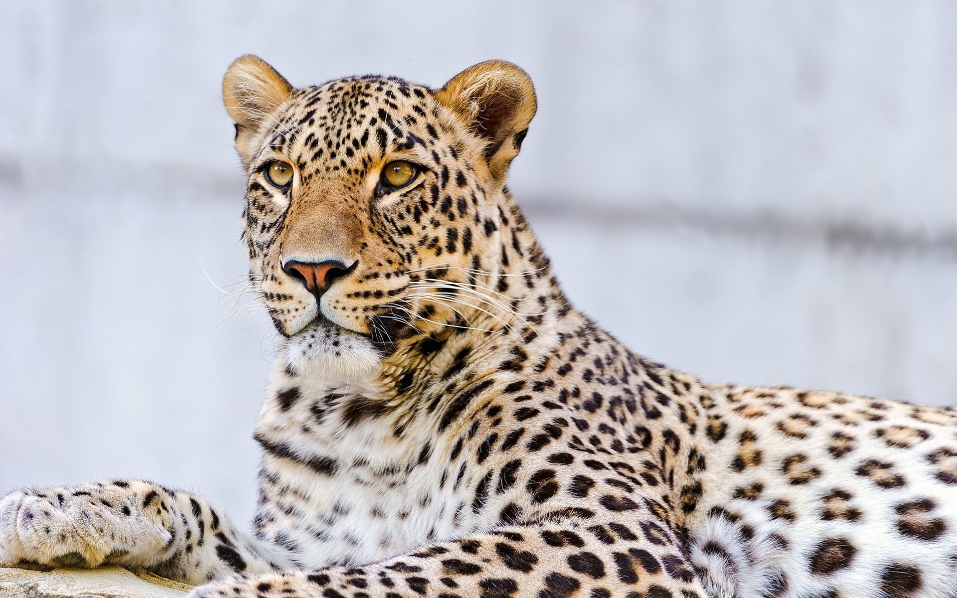 leopard paw face mustache view spotted is stone